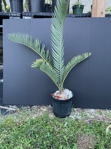 Encephalartos nubimontanus 'dolomitica'