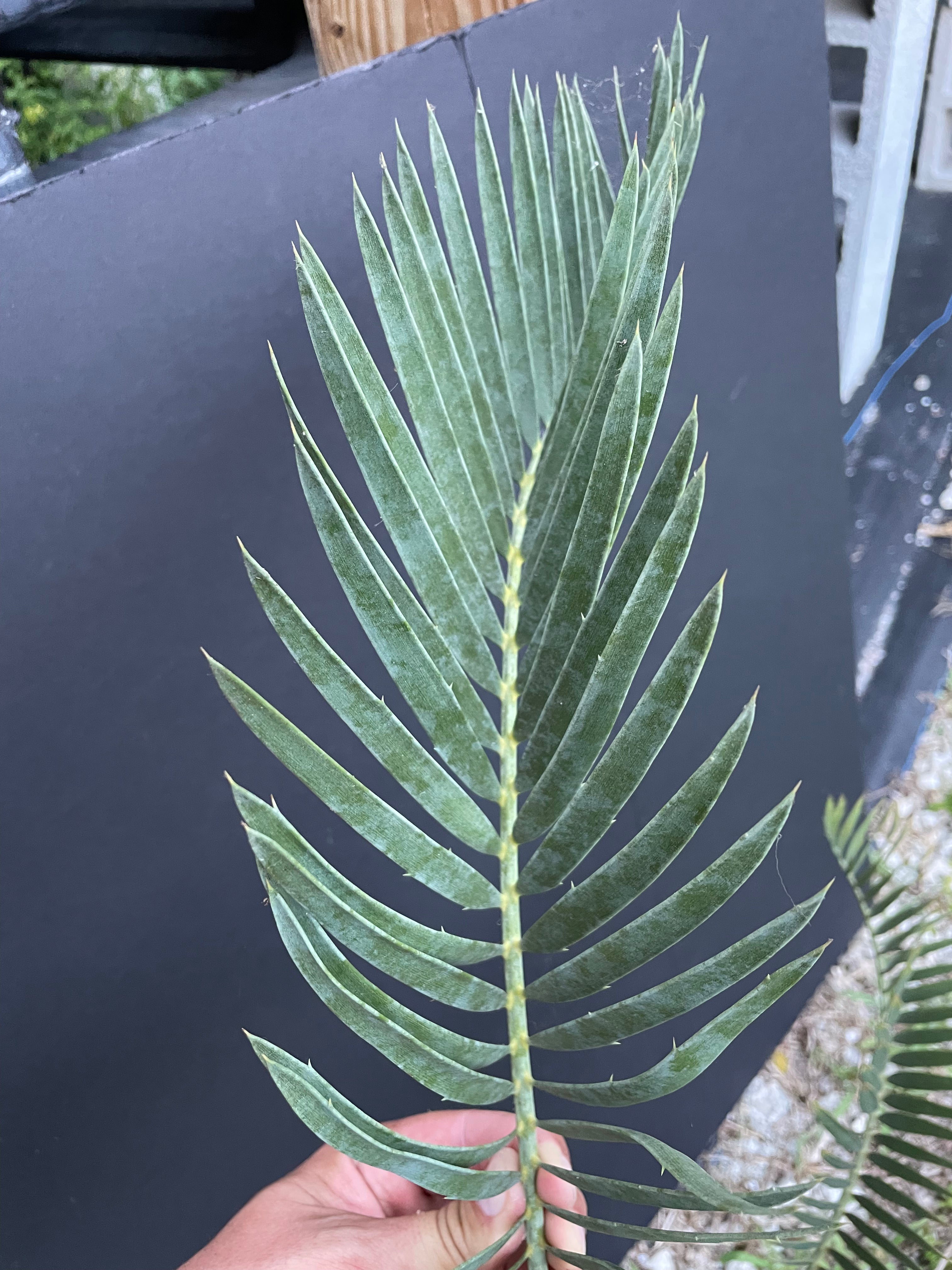 Encephalartos nubimontanus 'dolomitica'