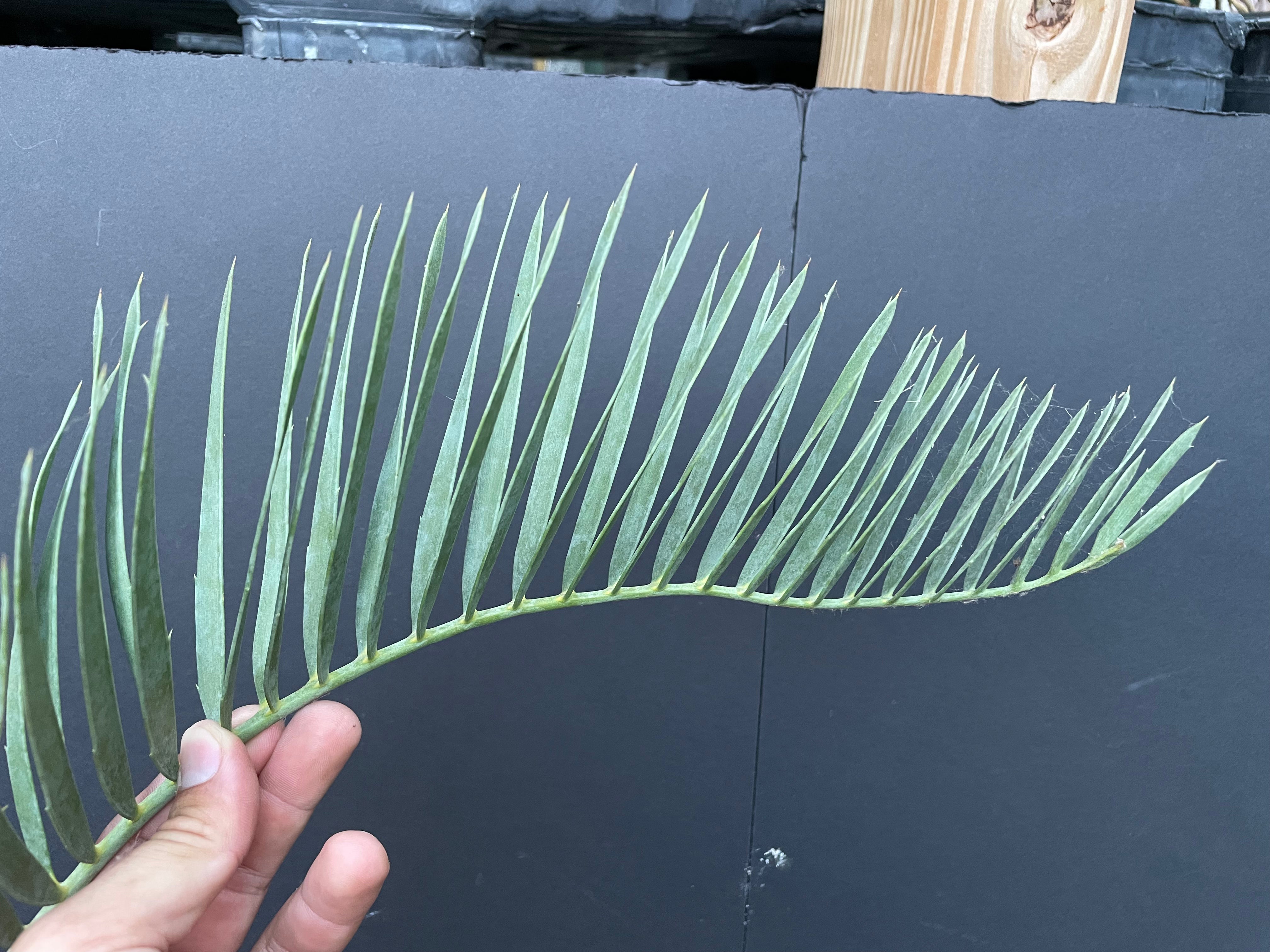 Encephalartos nubimontanus 'dolomitica'