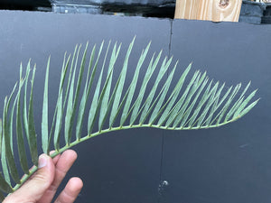 Encephalartos nubimontanus 'dolomitica'