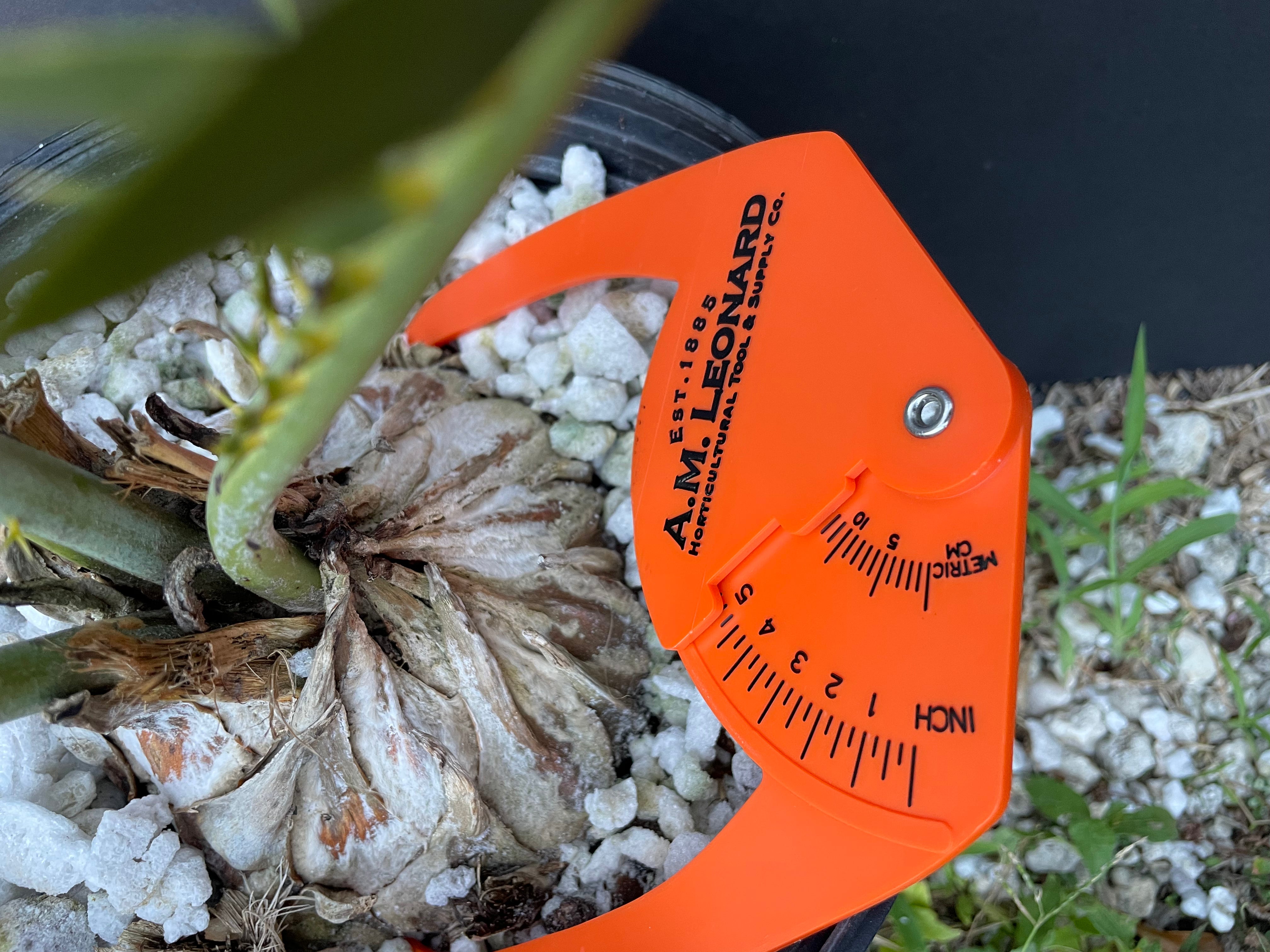 Encephalartos nubimontanus 'dolomitica'