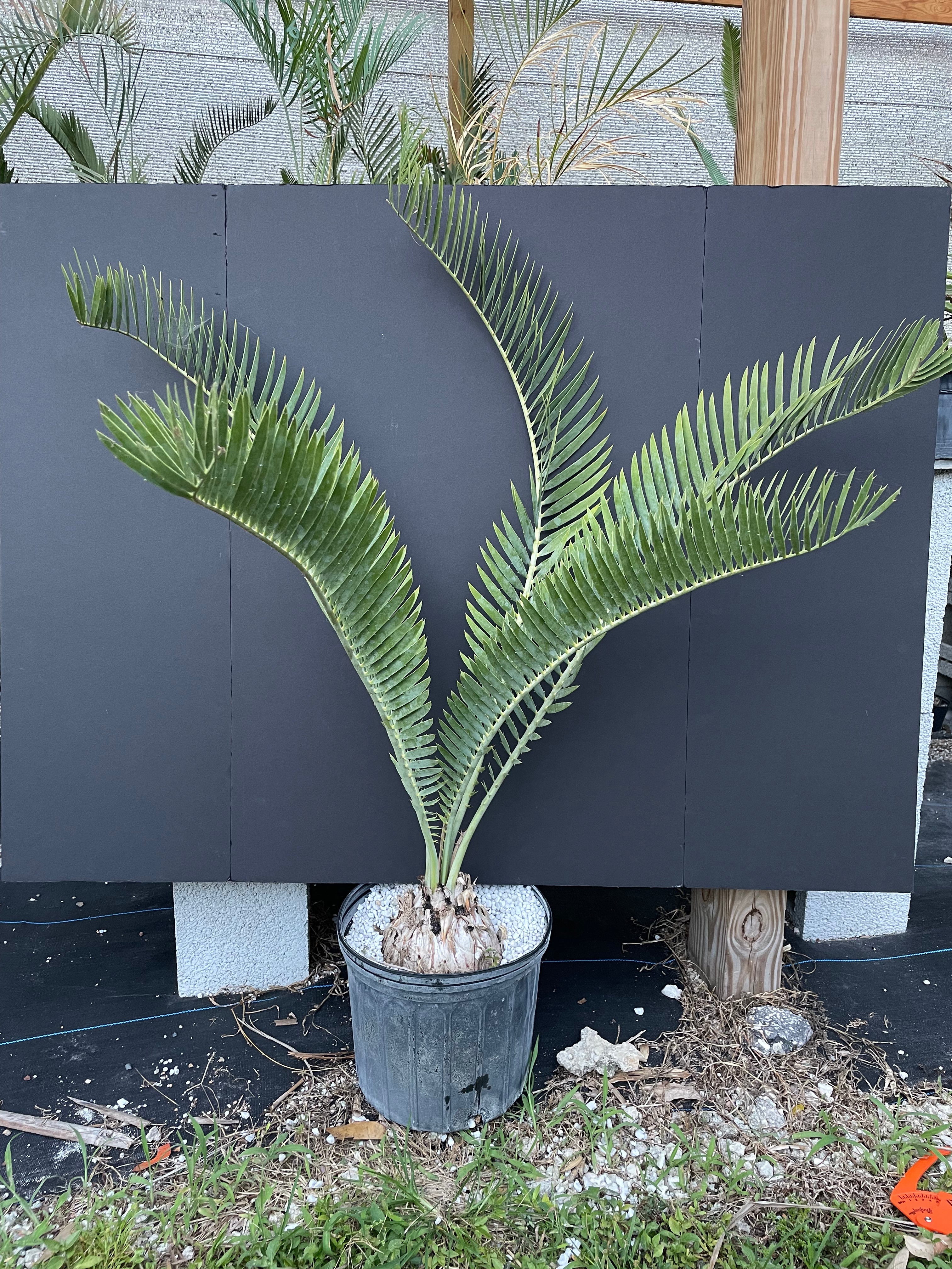 Encephalartos nubimontanus 'prevalant'