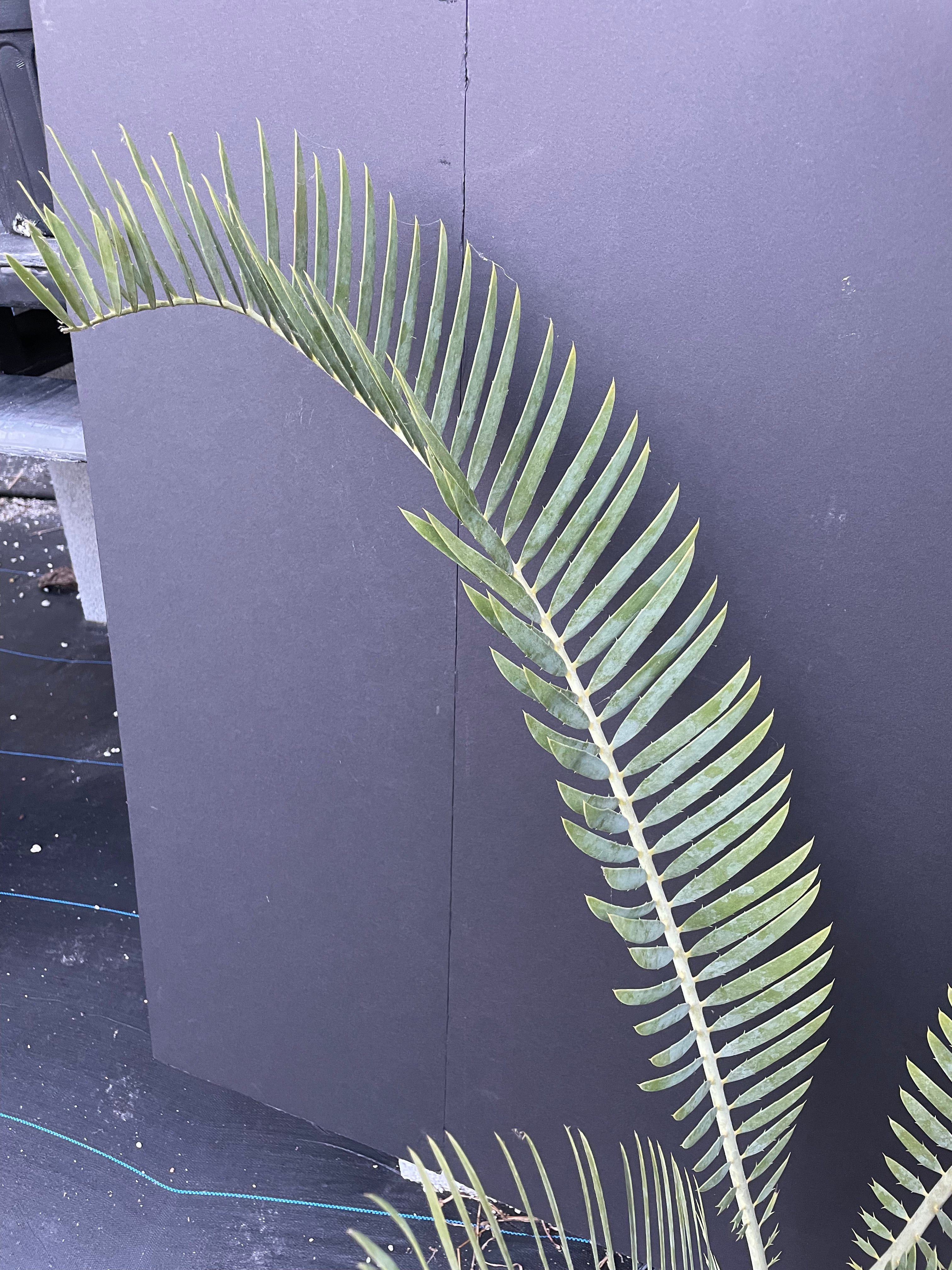 Encephalartos nubimontanus 'prevalant'