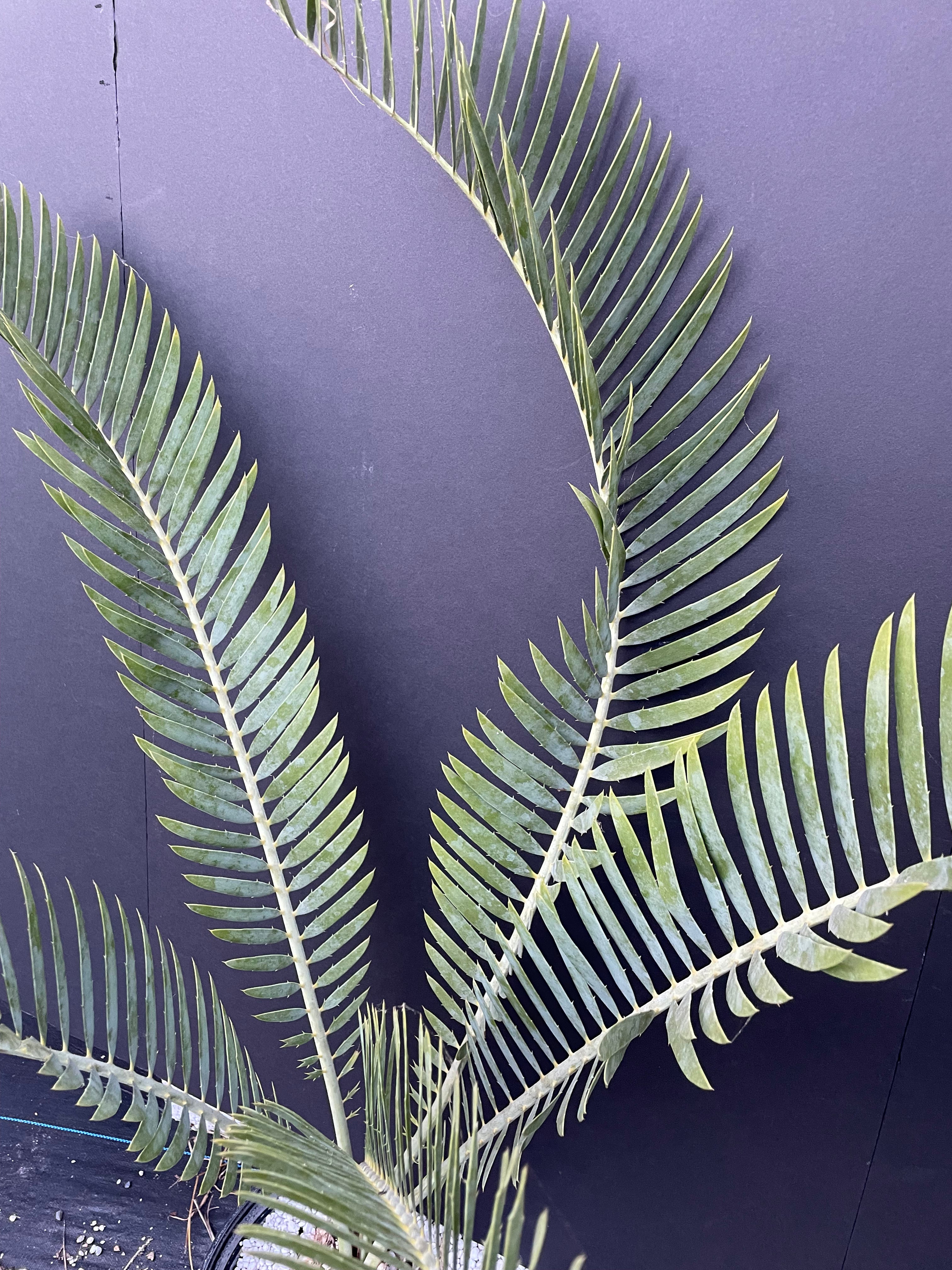 Encephalartos nubimontanus 'prevalant'