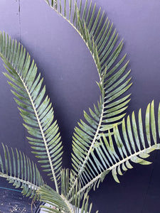 Encephalartos nubimontanus 'prevalant'