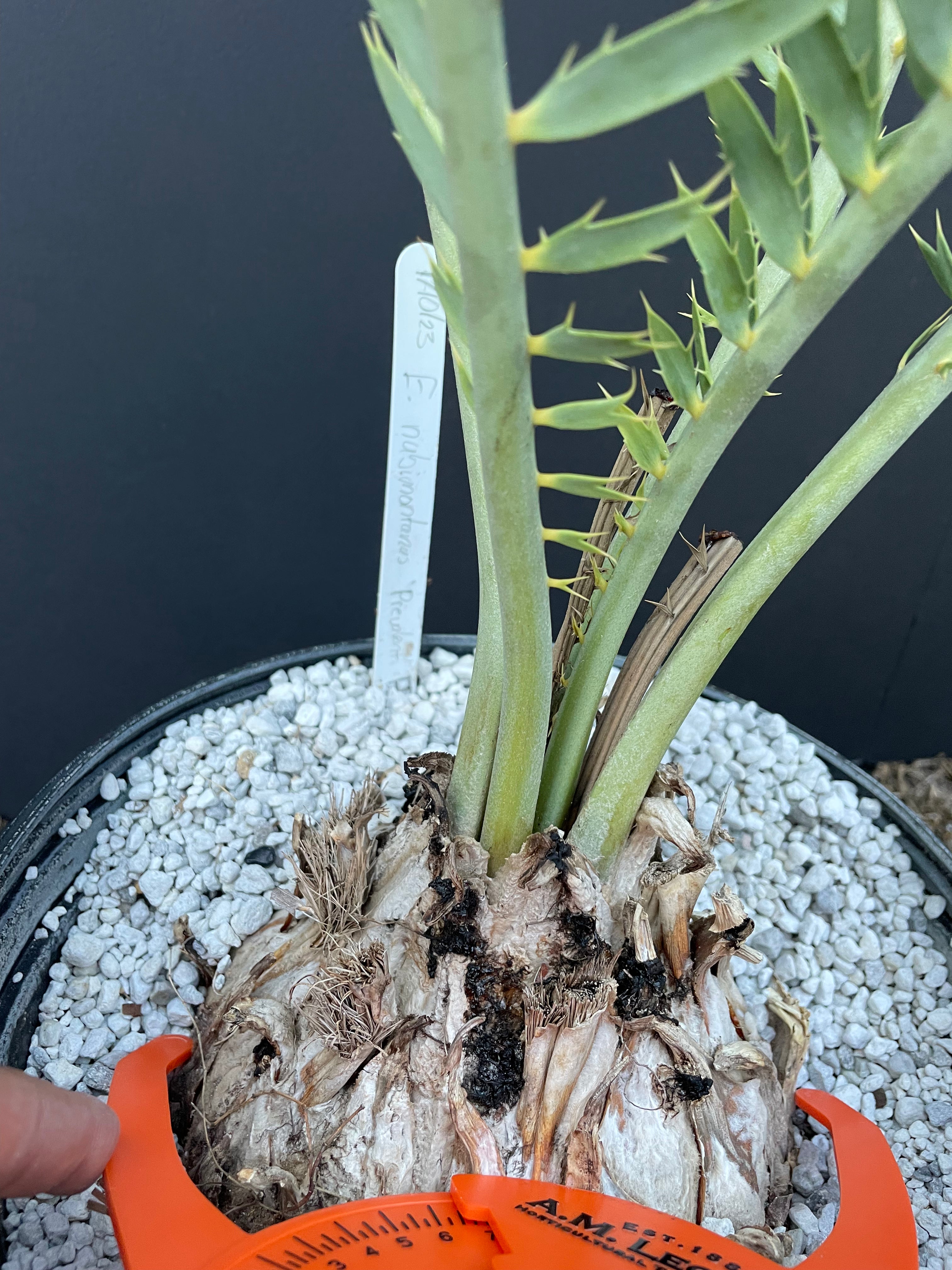 Encephalartos nubimontanus 'prevalant'