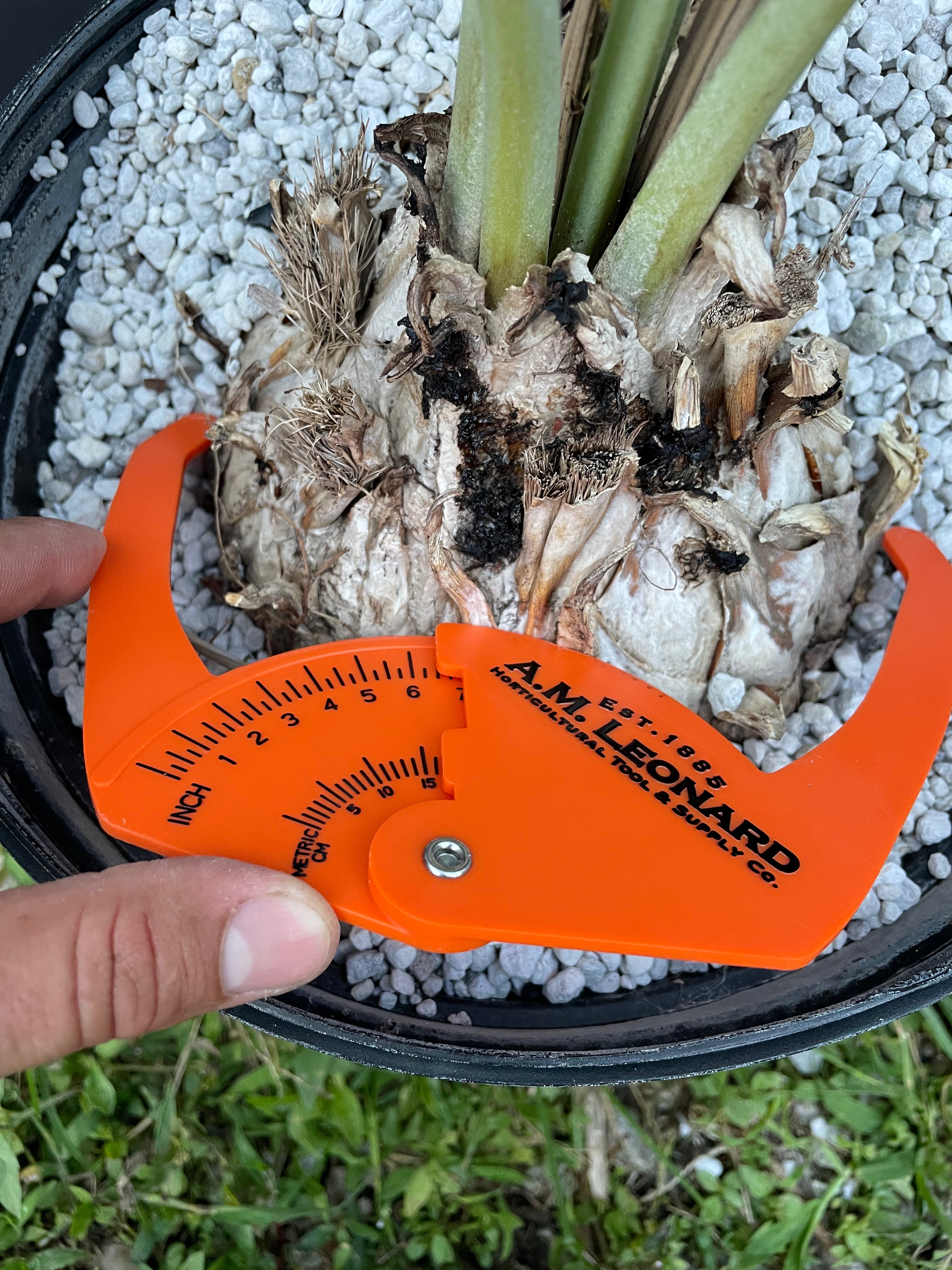 Encephalartos nubimontanus 'prevalant'