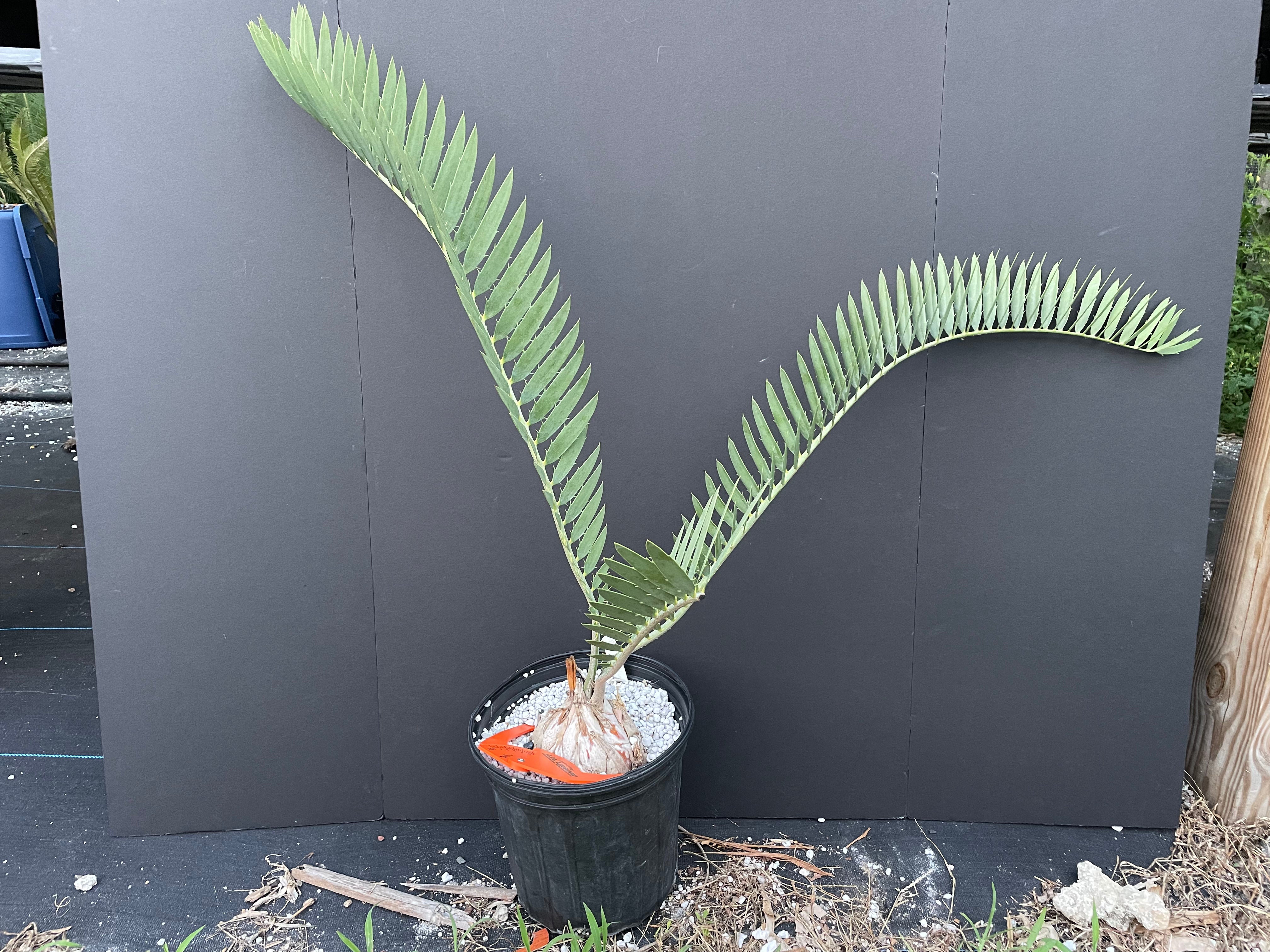Encephalartos nubimontanus