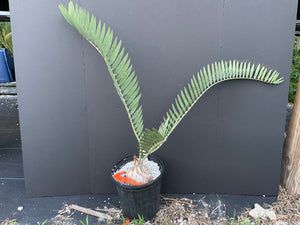 Encephalartos nubimontanus