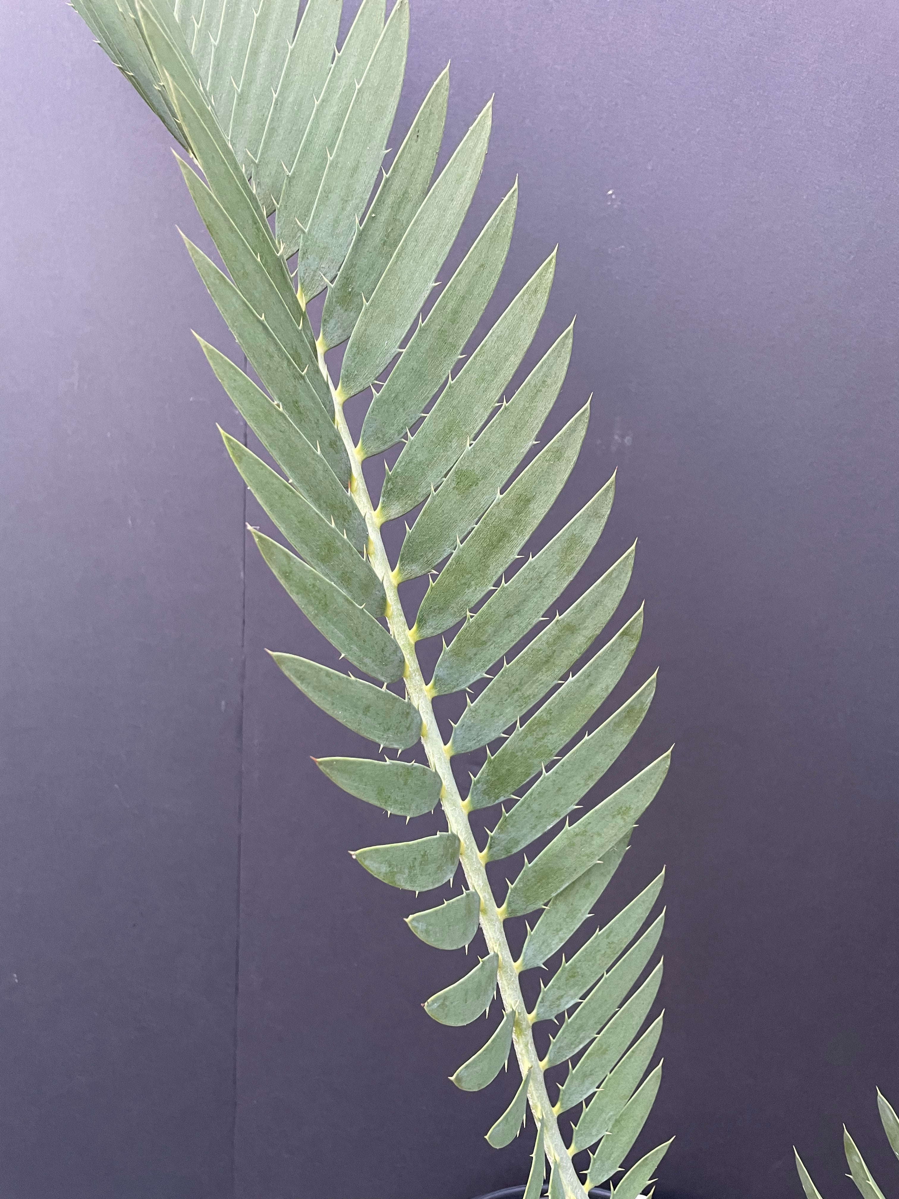 Encephalartos nubimontanus
