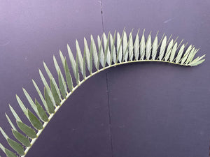 Encephalartos nubimontanus