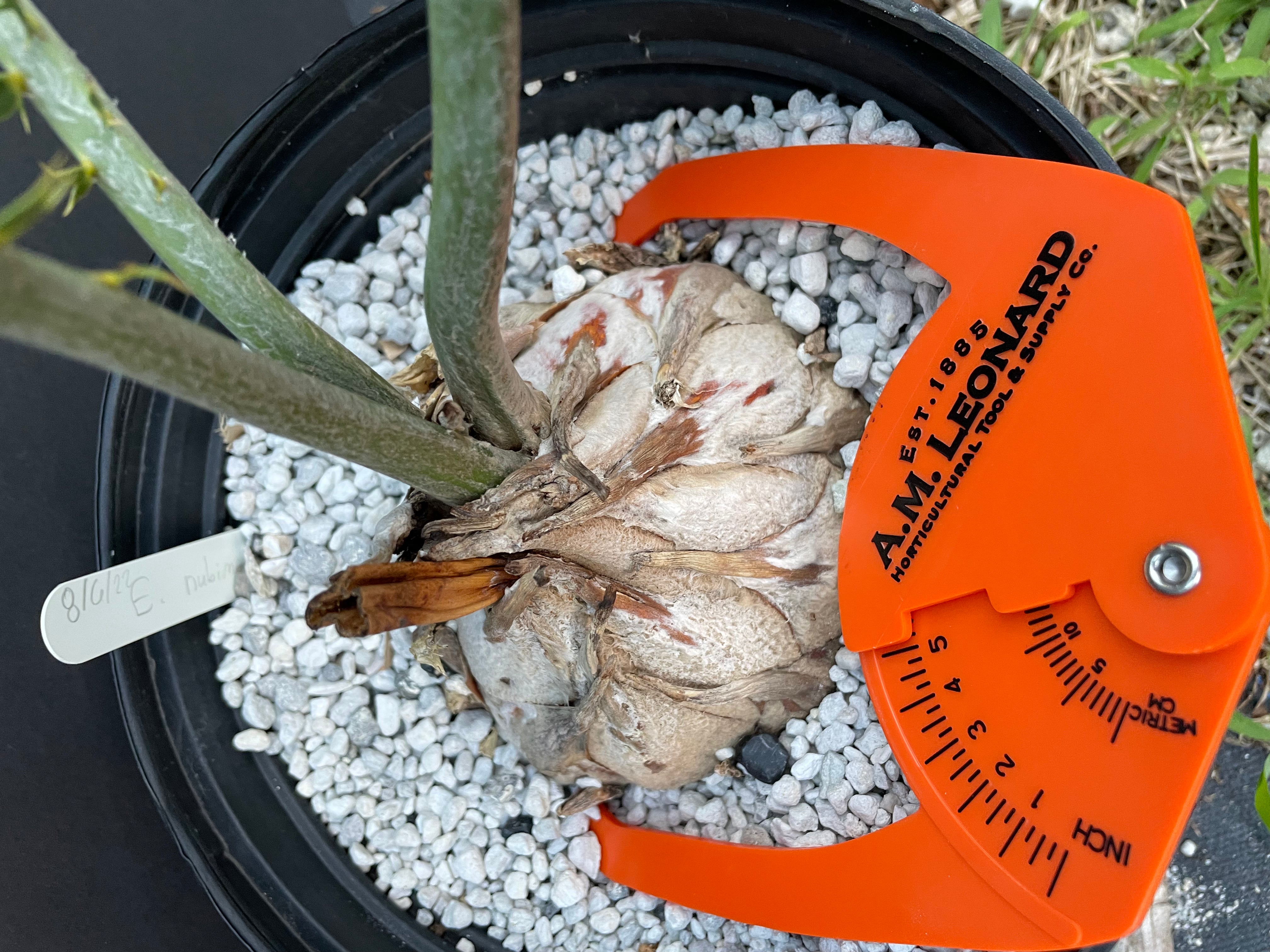 Encephalartos nubimontanus