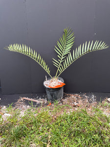Encephalartos princeps