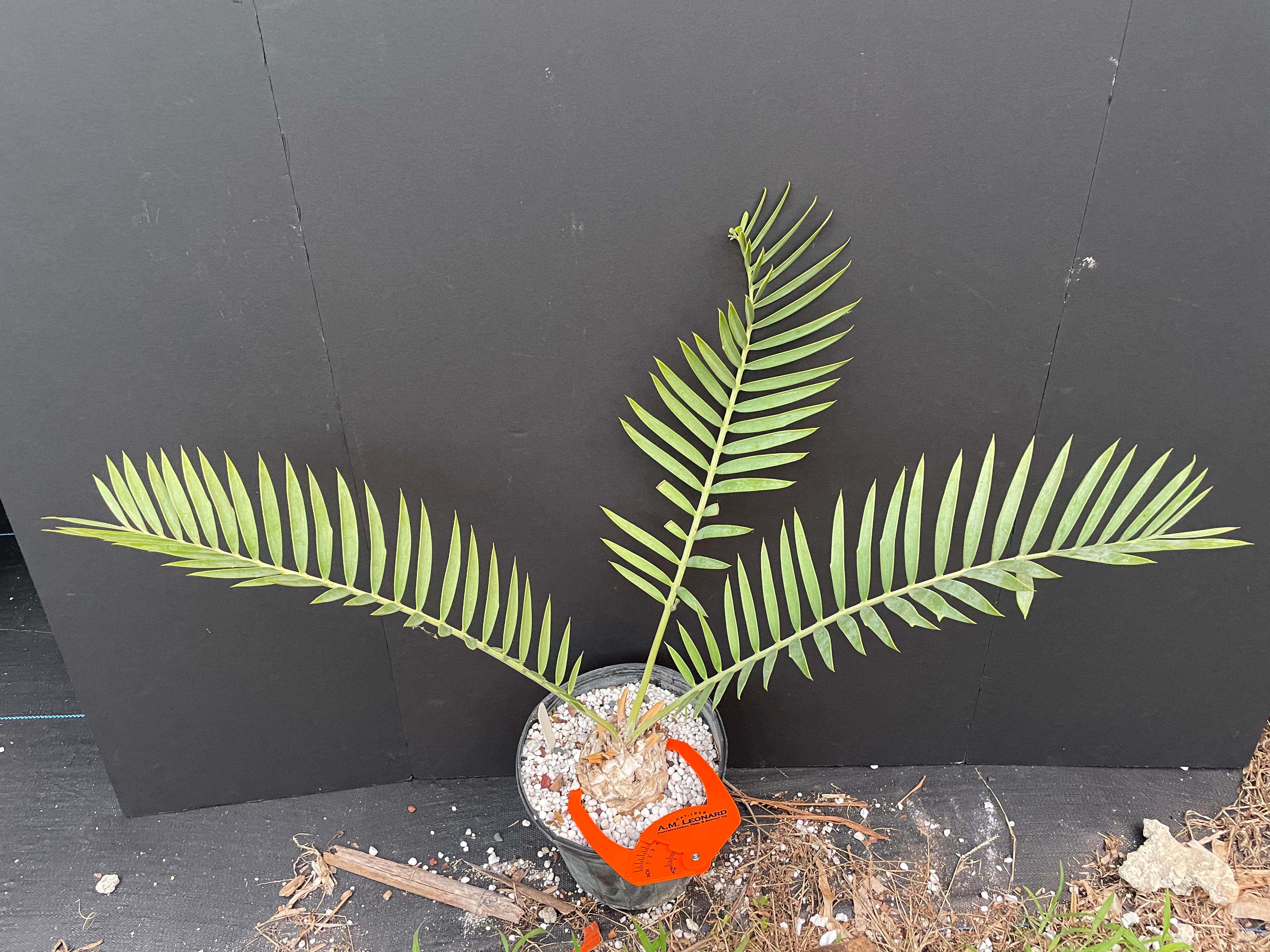 Encephalartos princeps