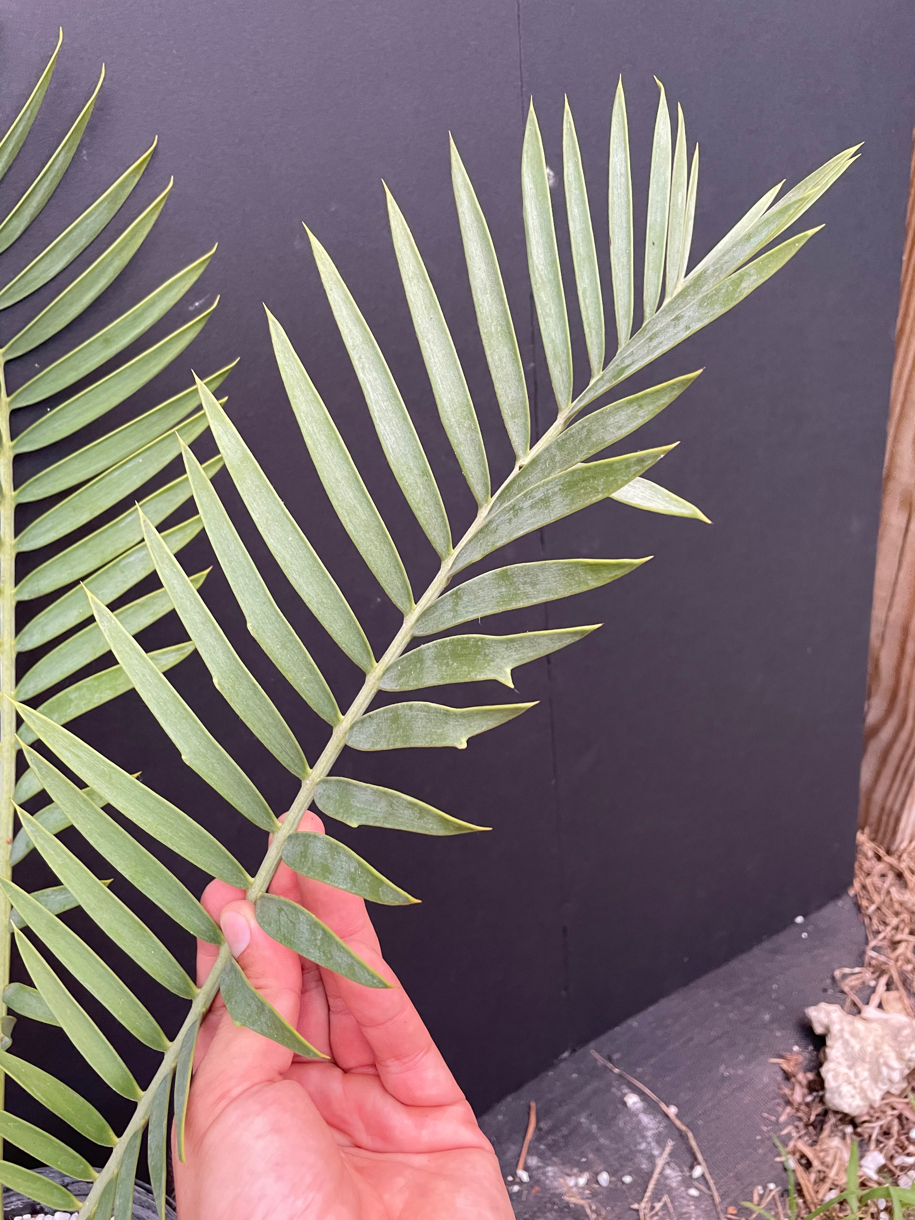 Encephalartos princeps
