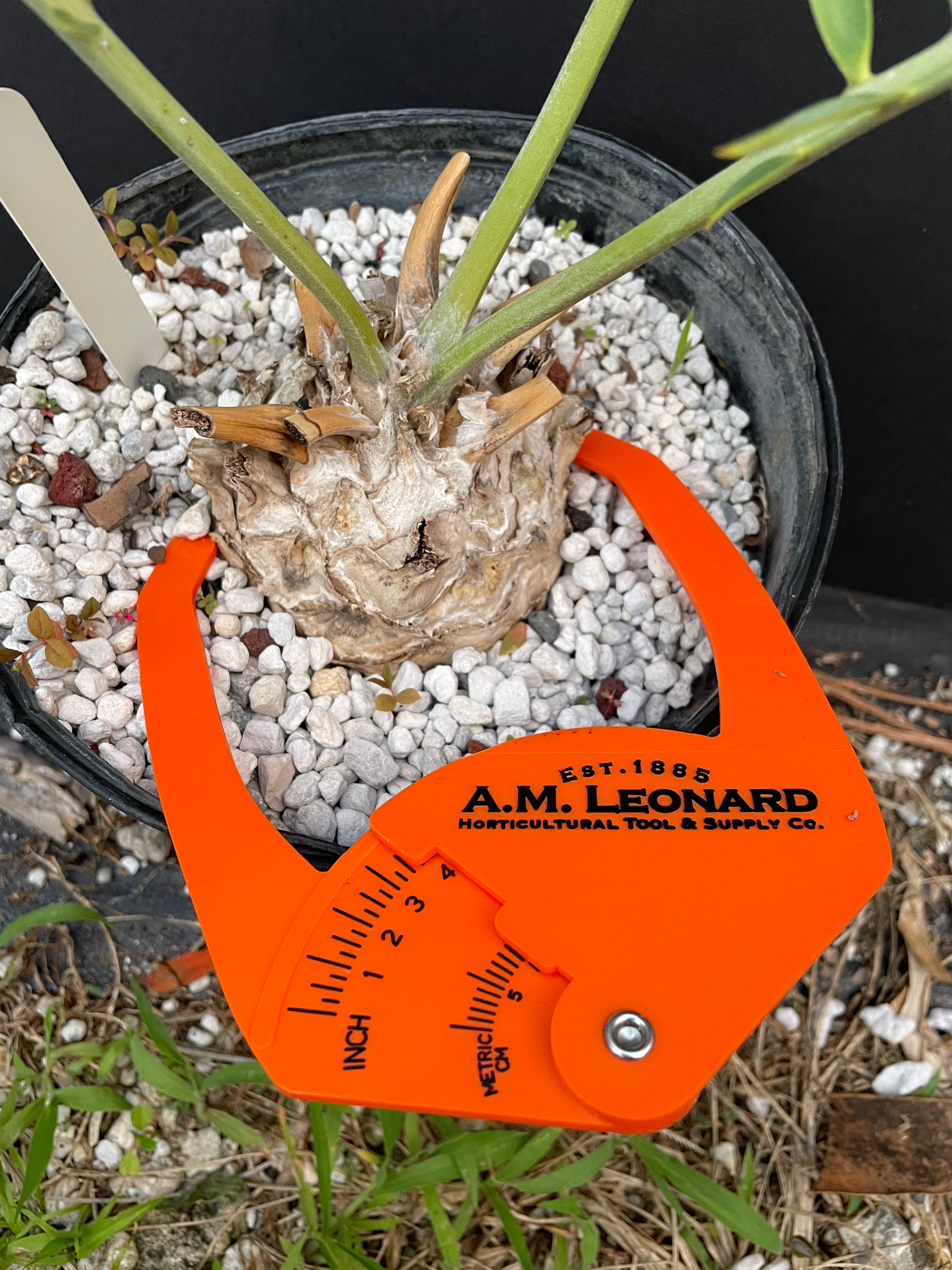 Encephalartos princeps