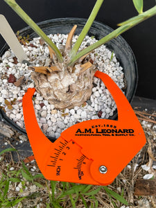 Encephalartos princeps