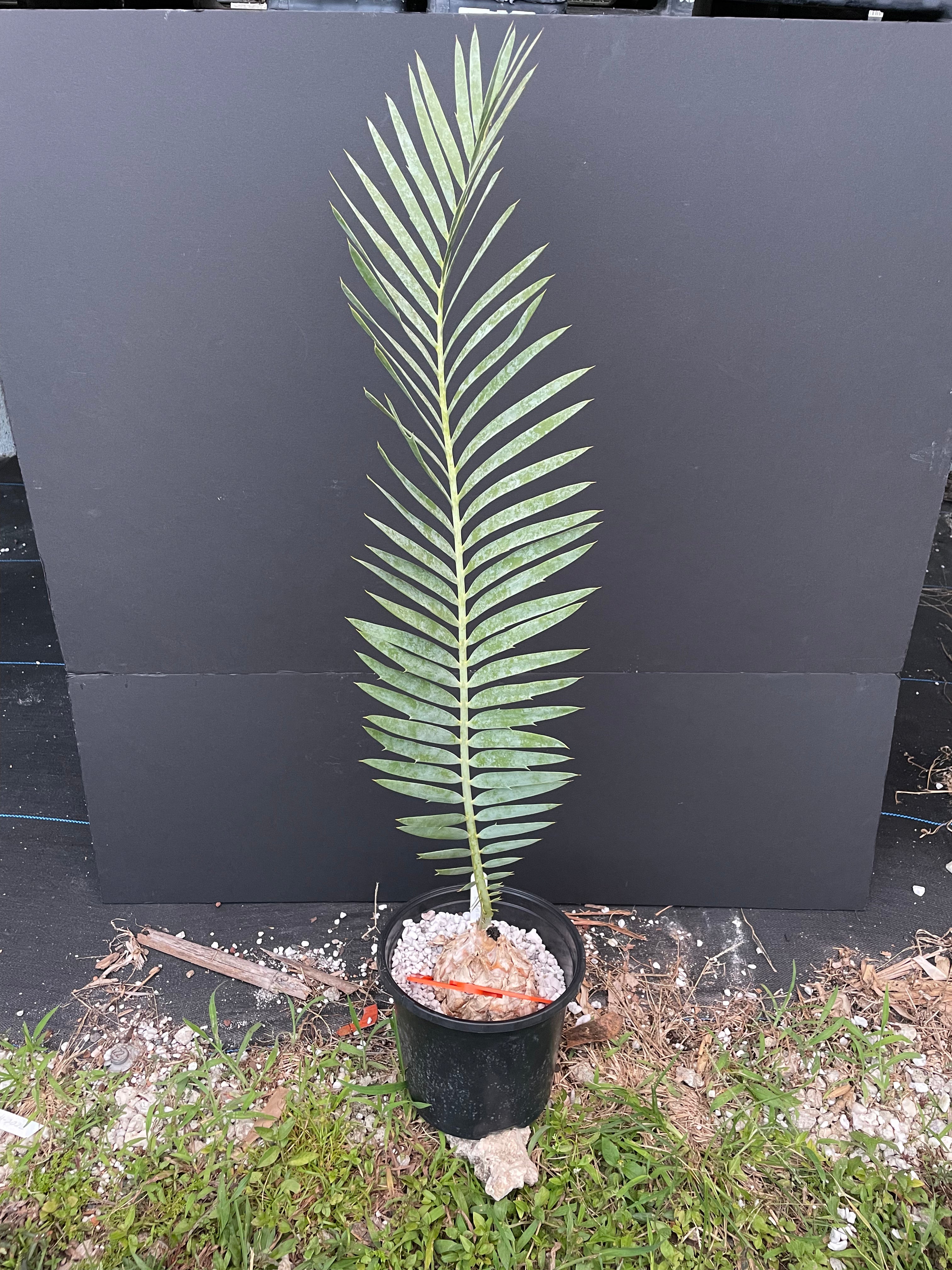 Encephalartos dyerianus