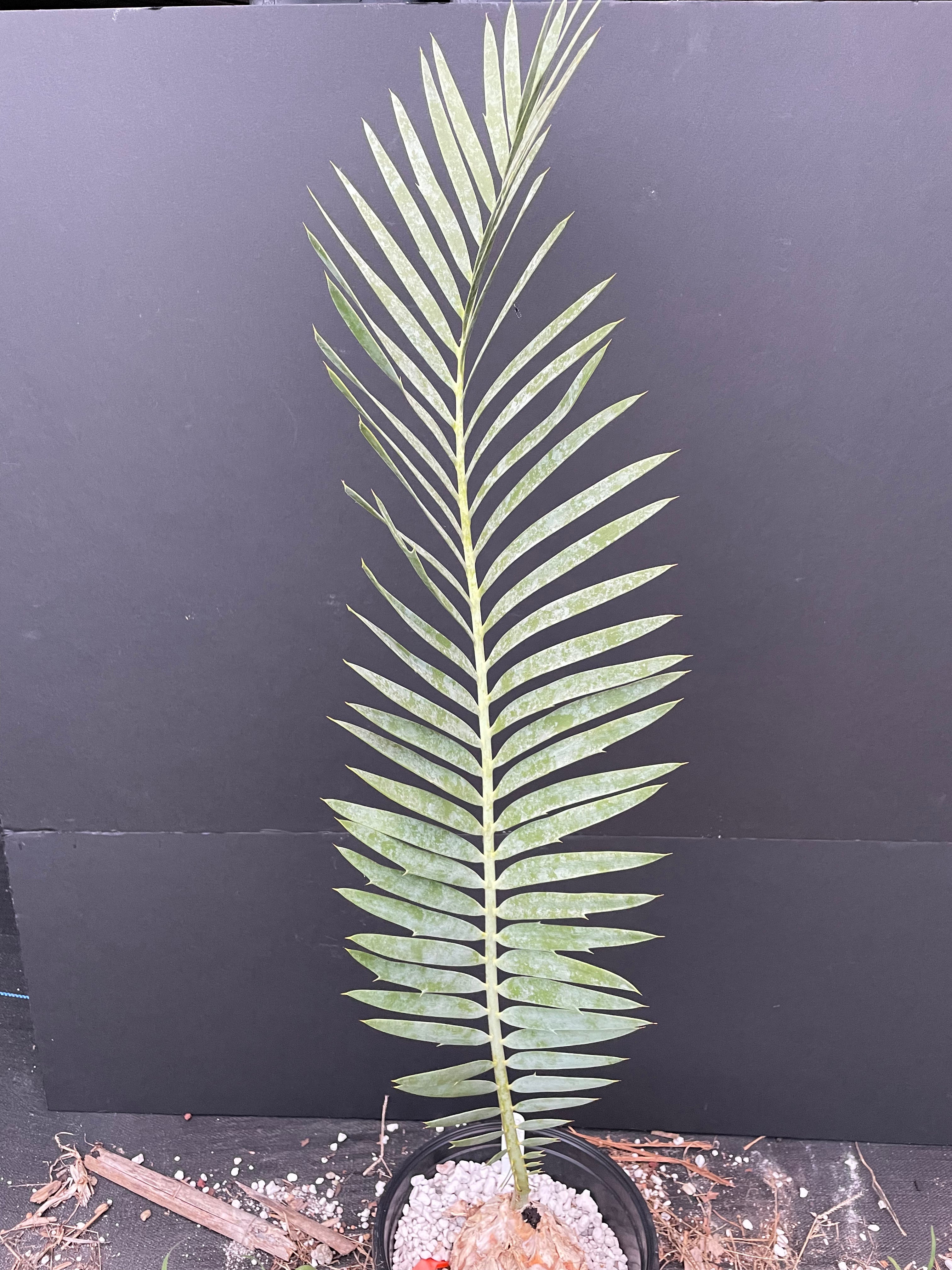 Encephalartos dyerianus