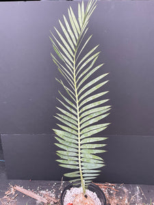 Encephalartos dyerianus