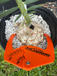 Encephalartos dyerianus