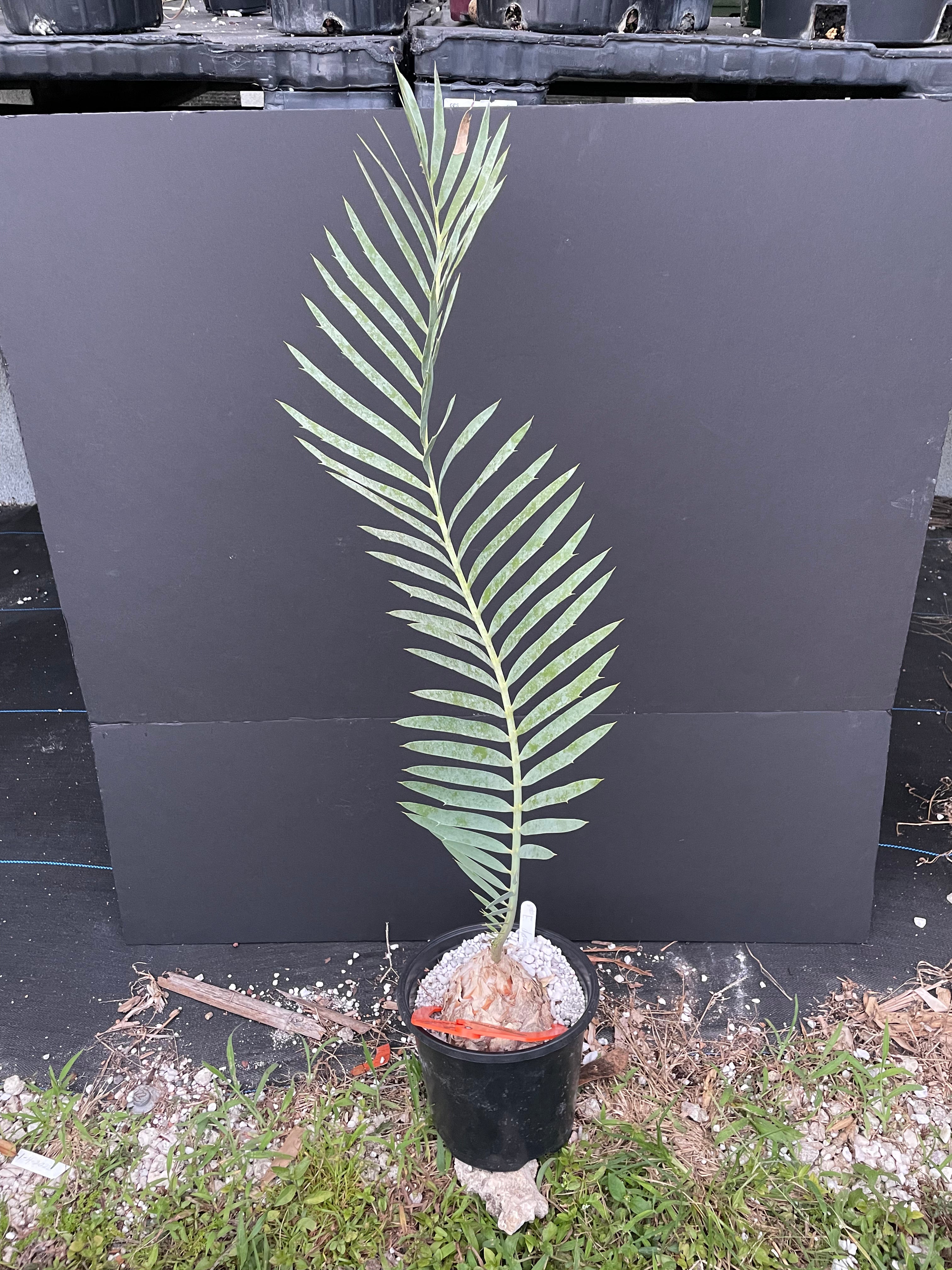 Encephalartos dyerianus
