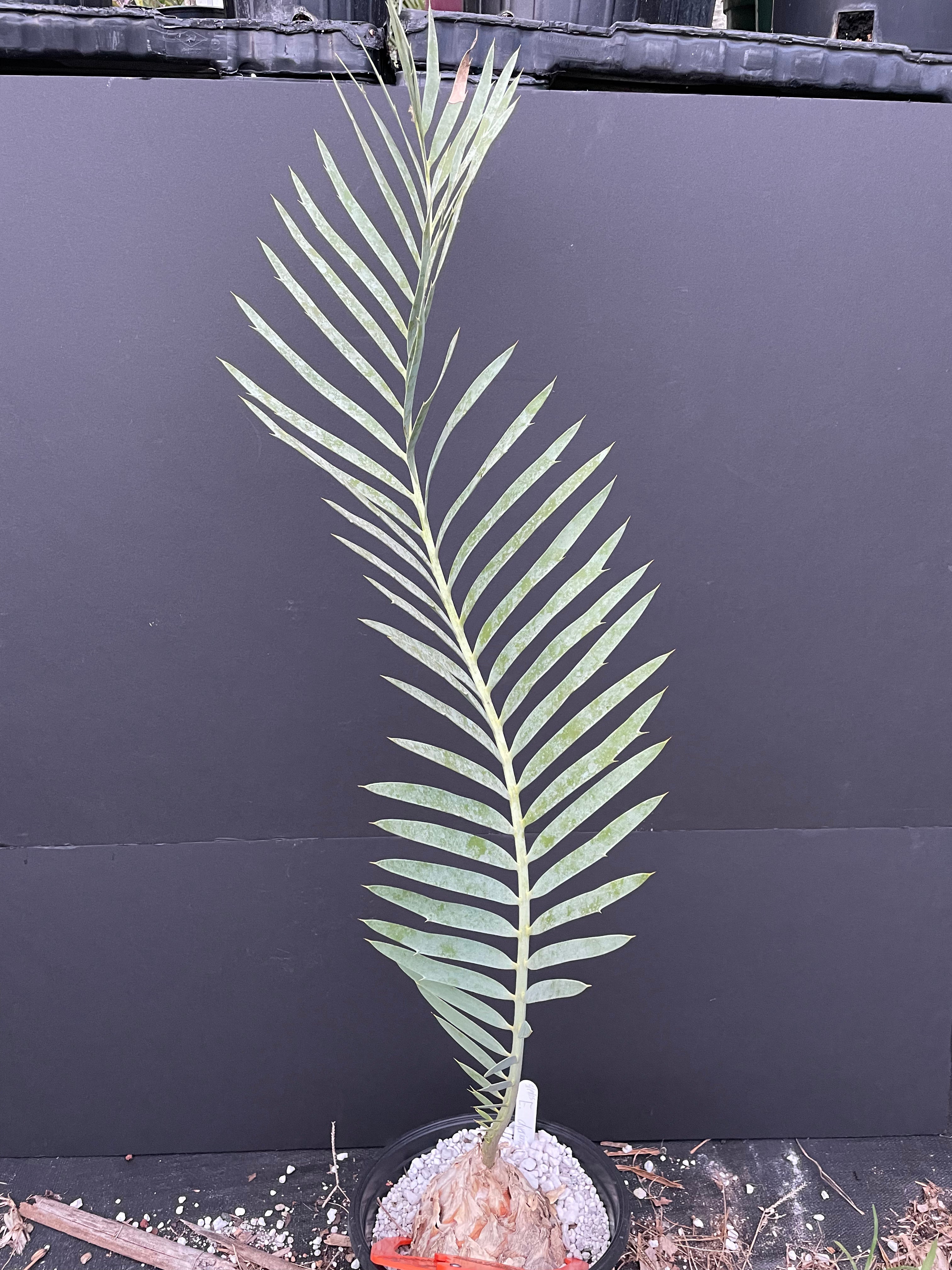 Encephalartos dyerianus