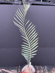 Encephalartos dyerianus
