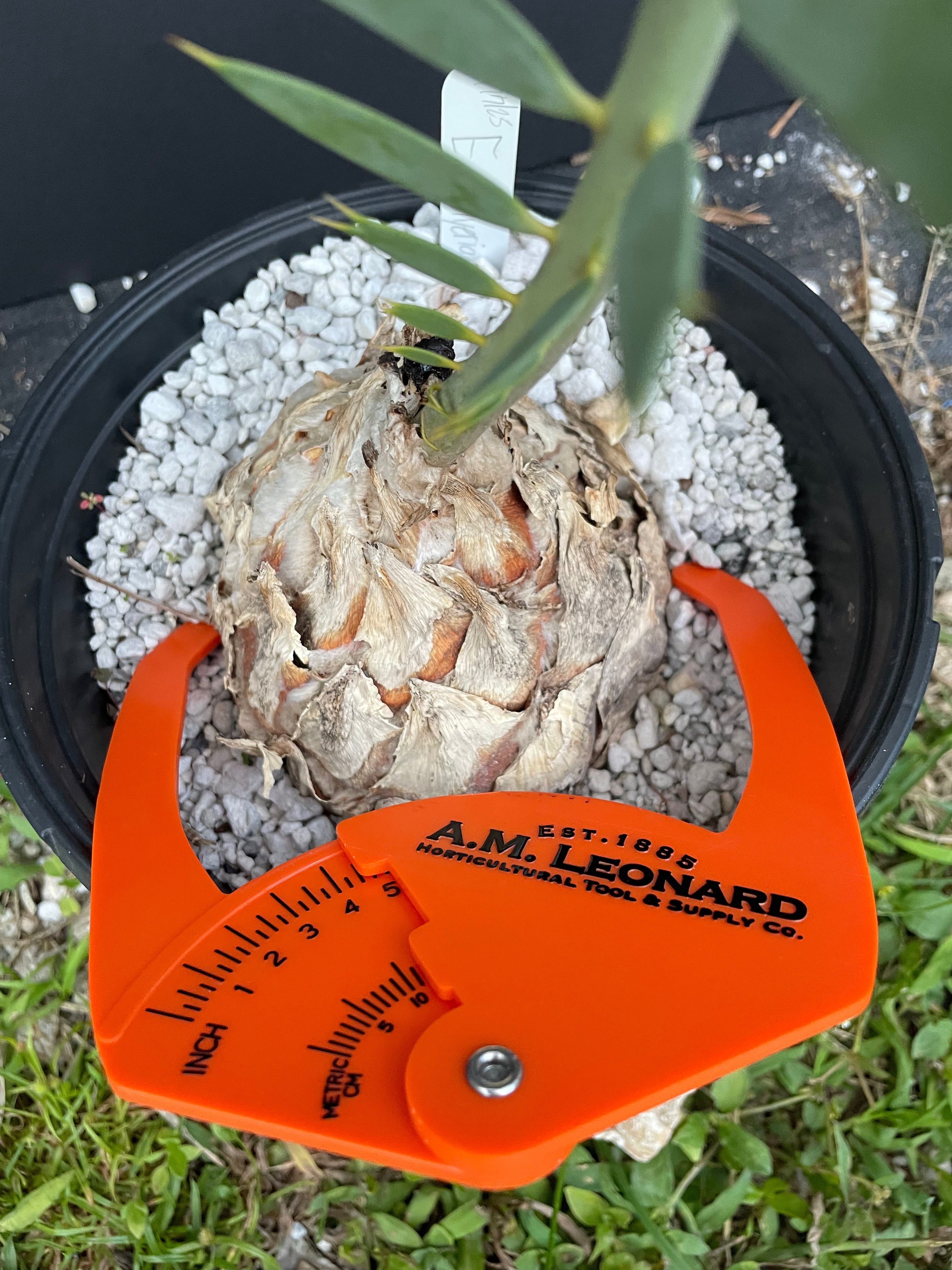 Encephalartos dyerianus