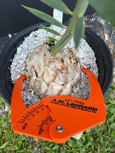Encephalartos dyerianus