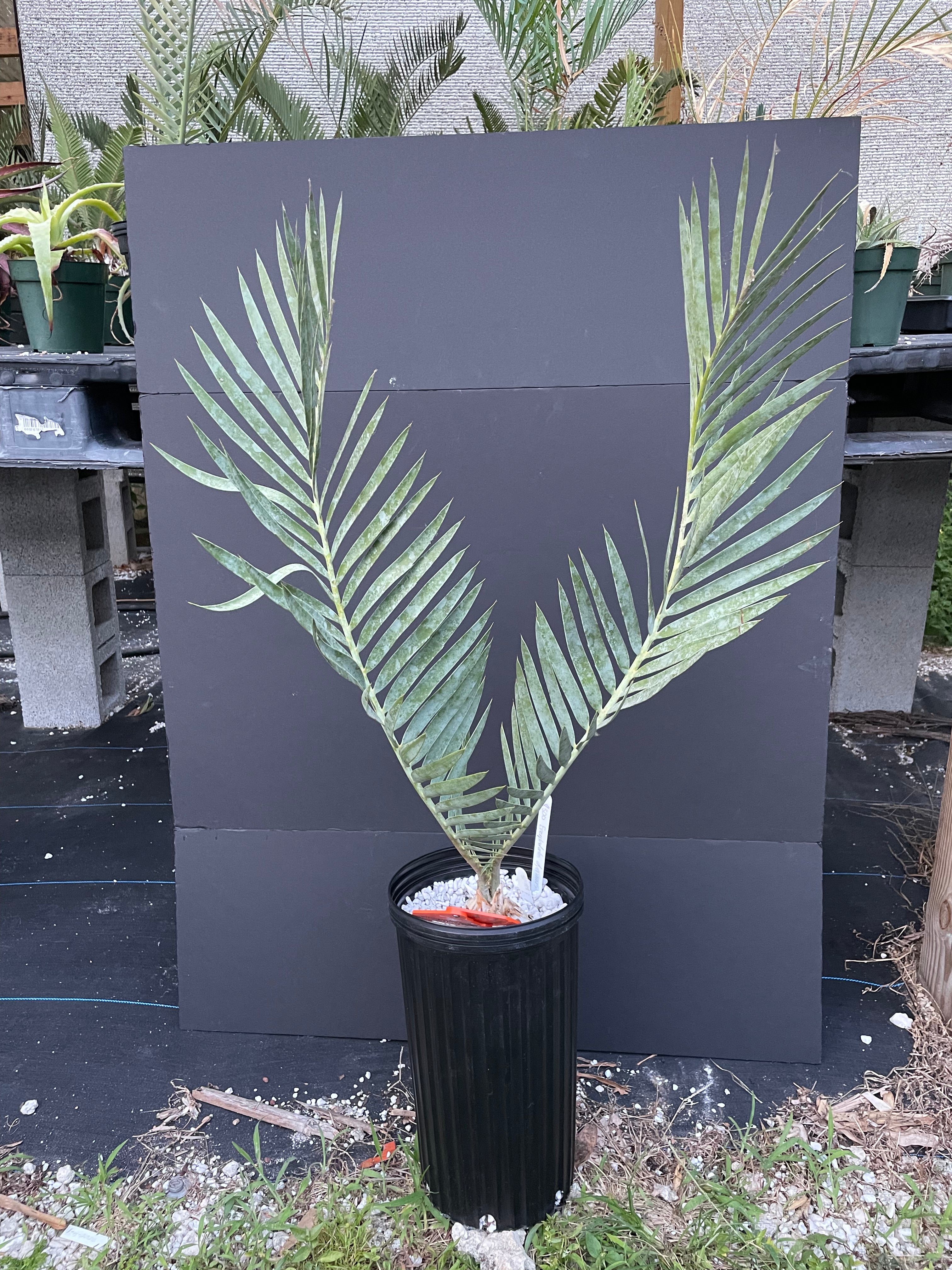 Encephalartos dyerianus