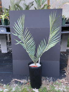 Encephalartos dyerianus