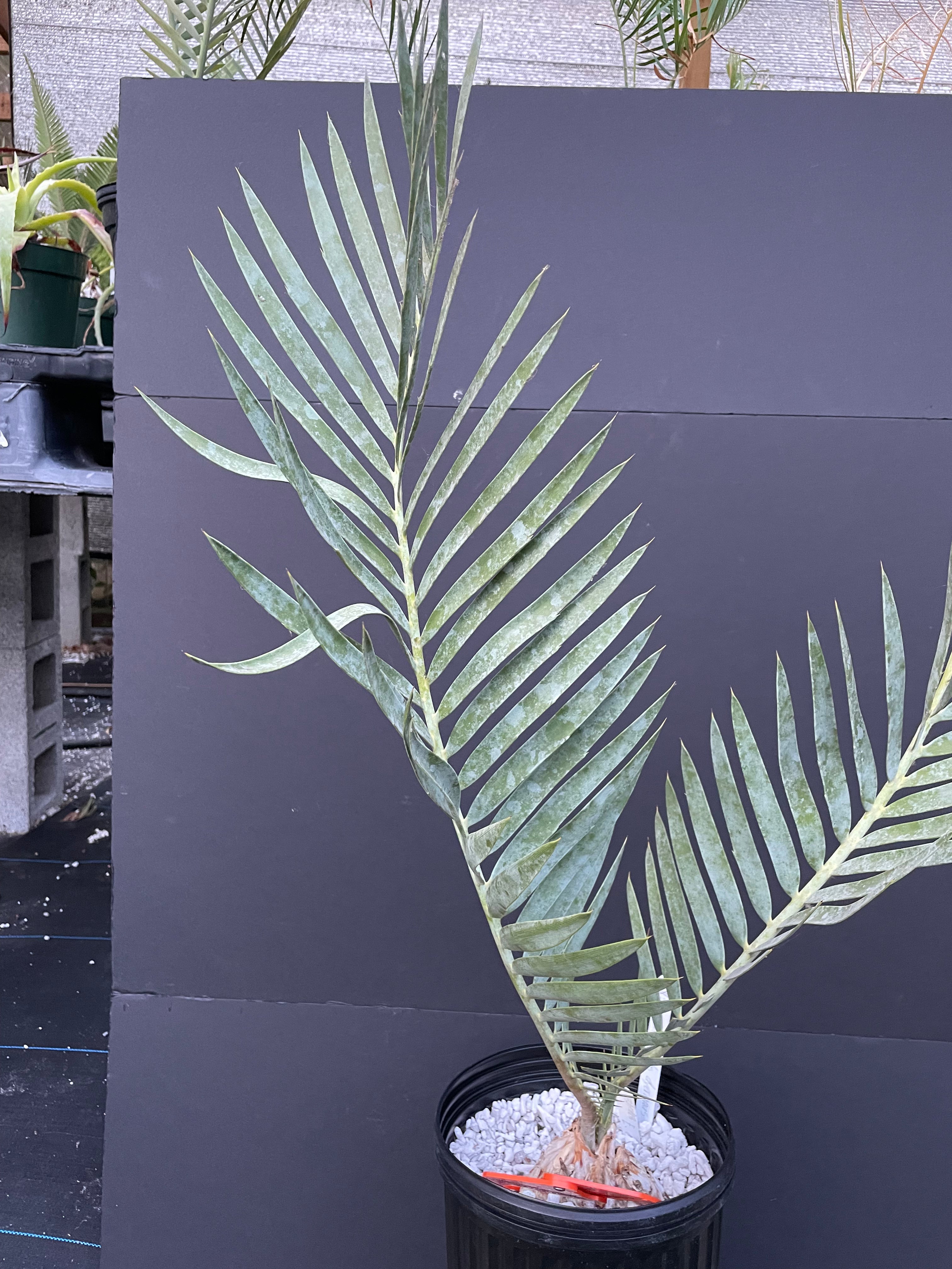 Encephalartos dyerianus
