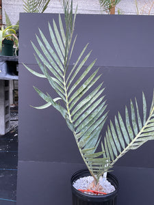 Encephalartos dyerianus