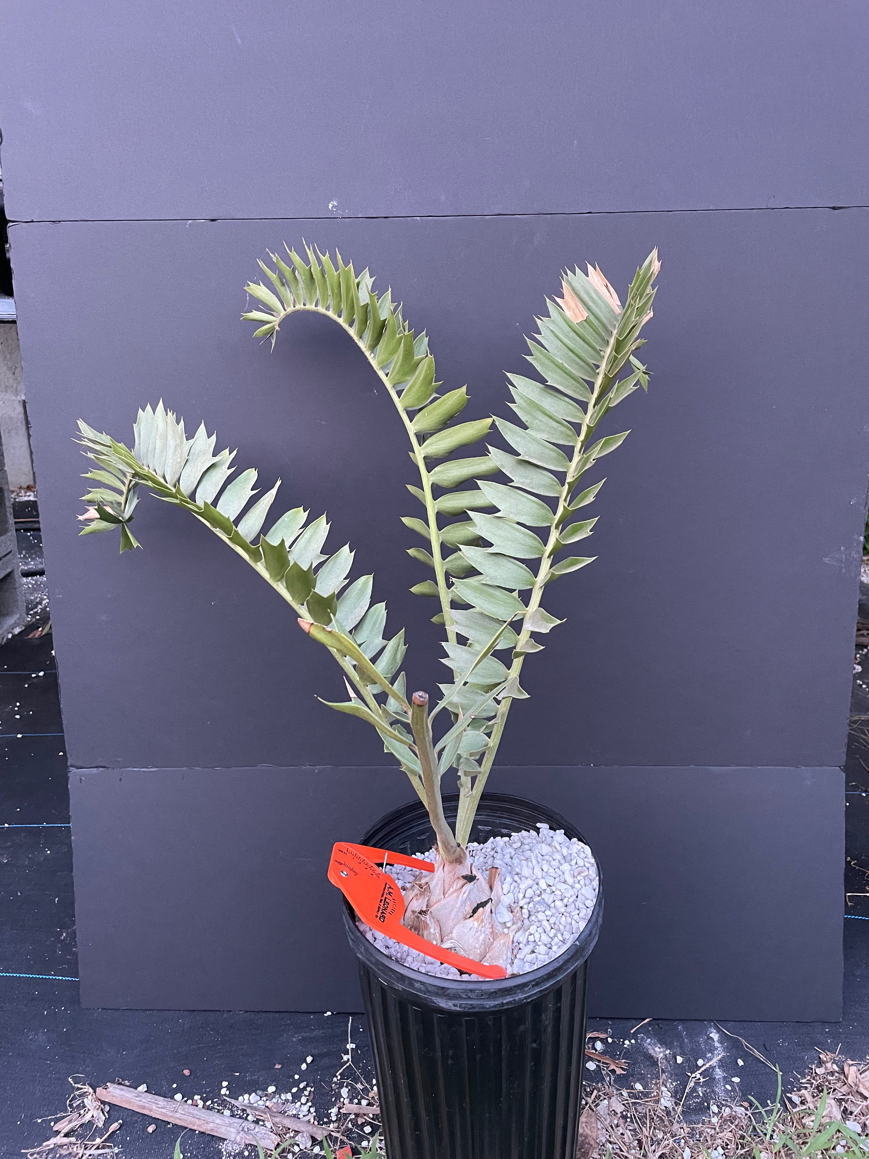 Encephalartos latifrons