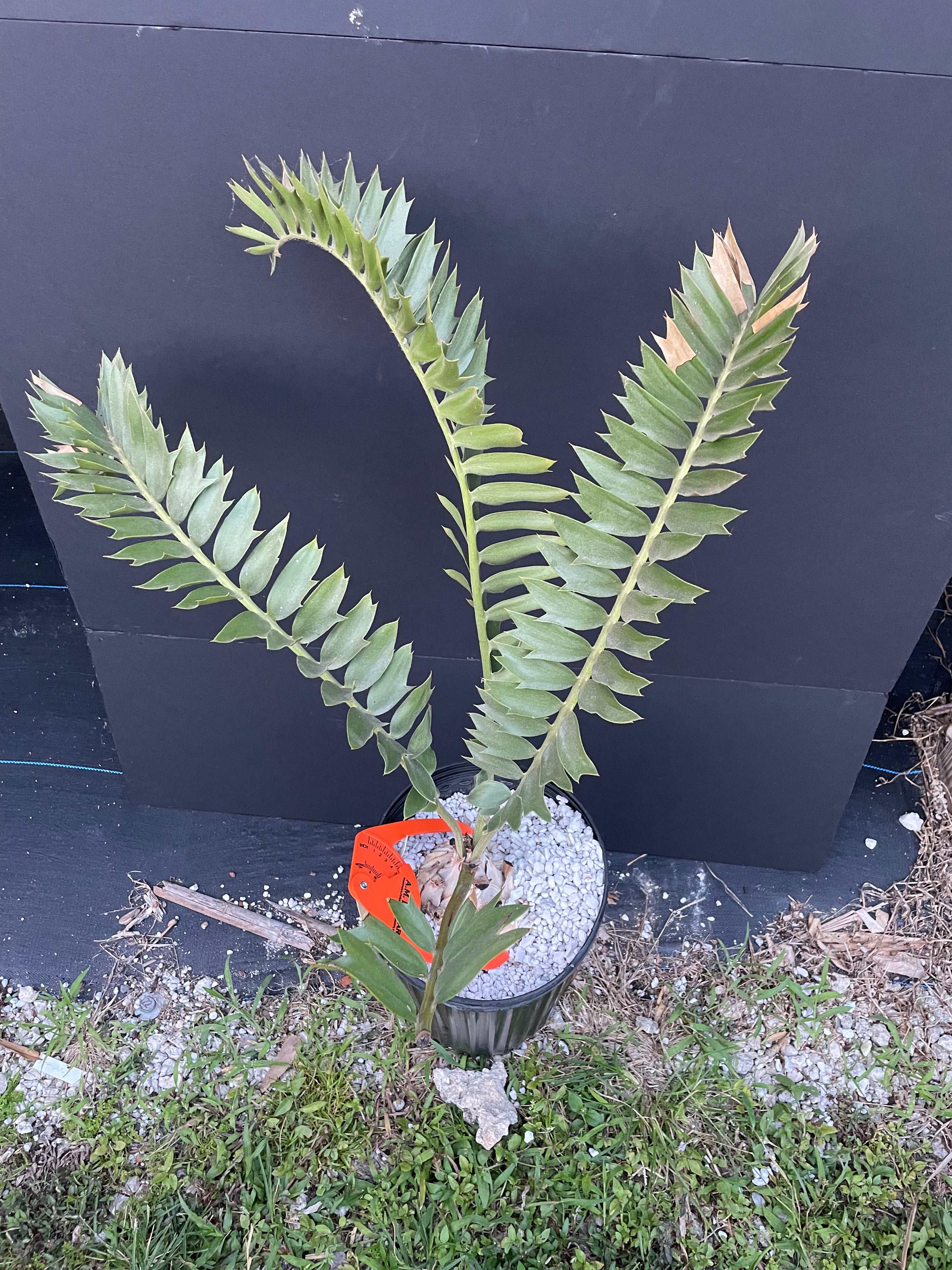 Encephalartos latifrons