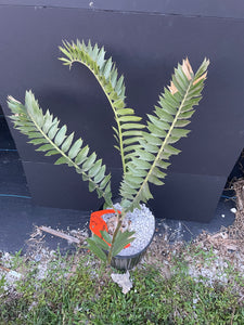 Encephalartos latifrons