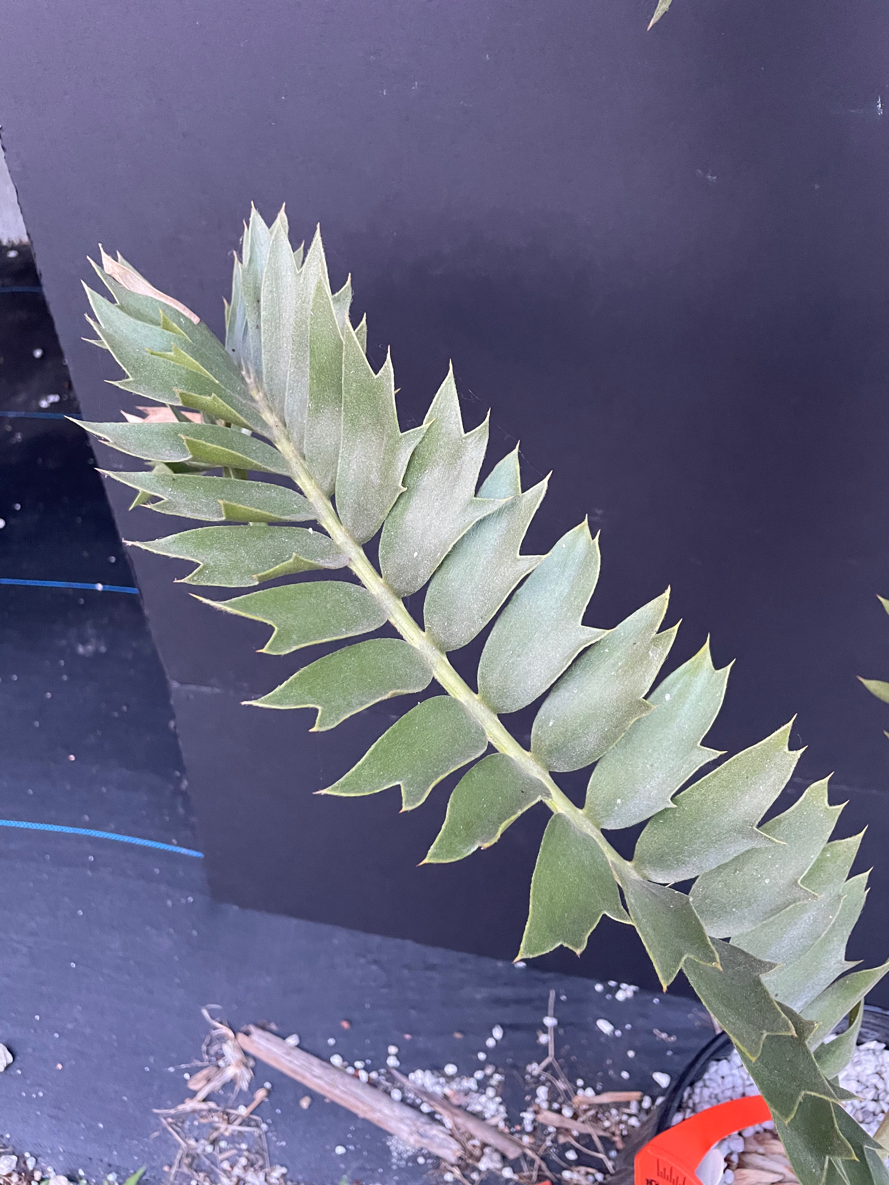 Encephalartos latifrons