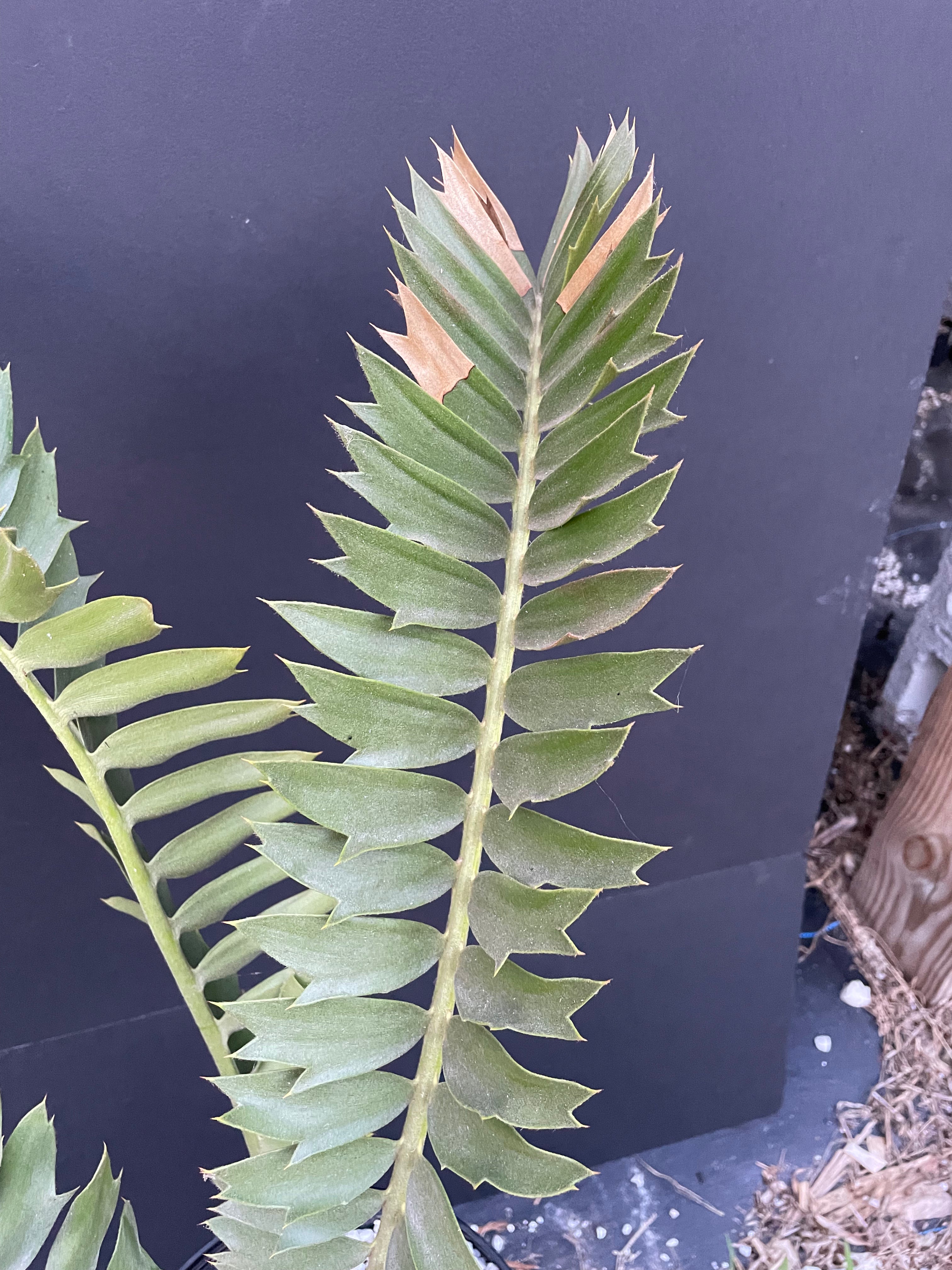 Encephalartos latifrons