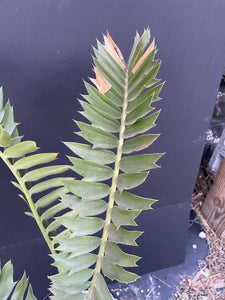 Encephalartos latifrons