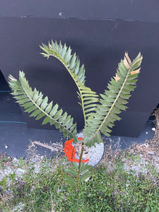 Encephalartos latifrons