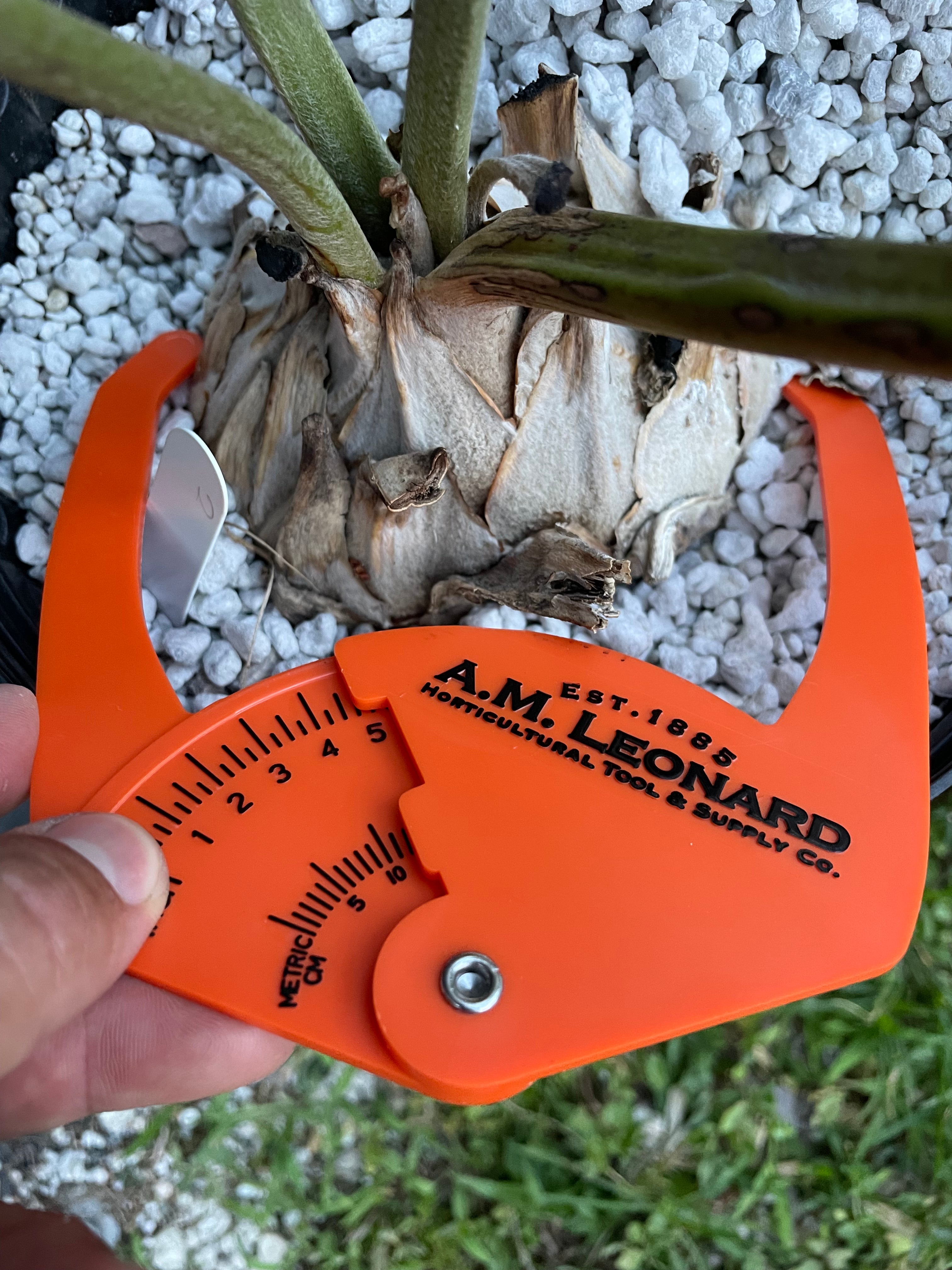 Encephalartos latifrons