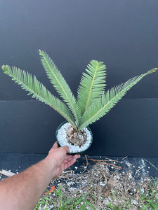 Dioon sp. Santa Ana del Rio