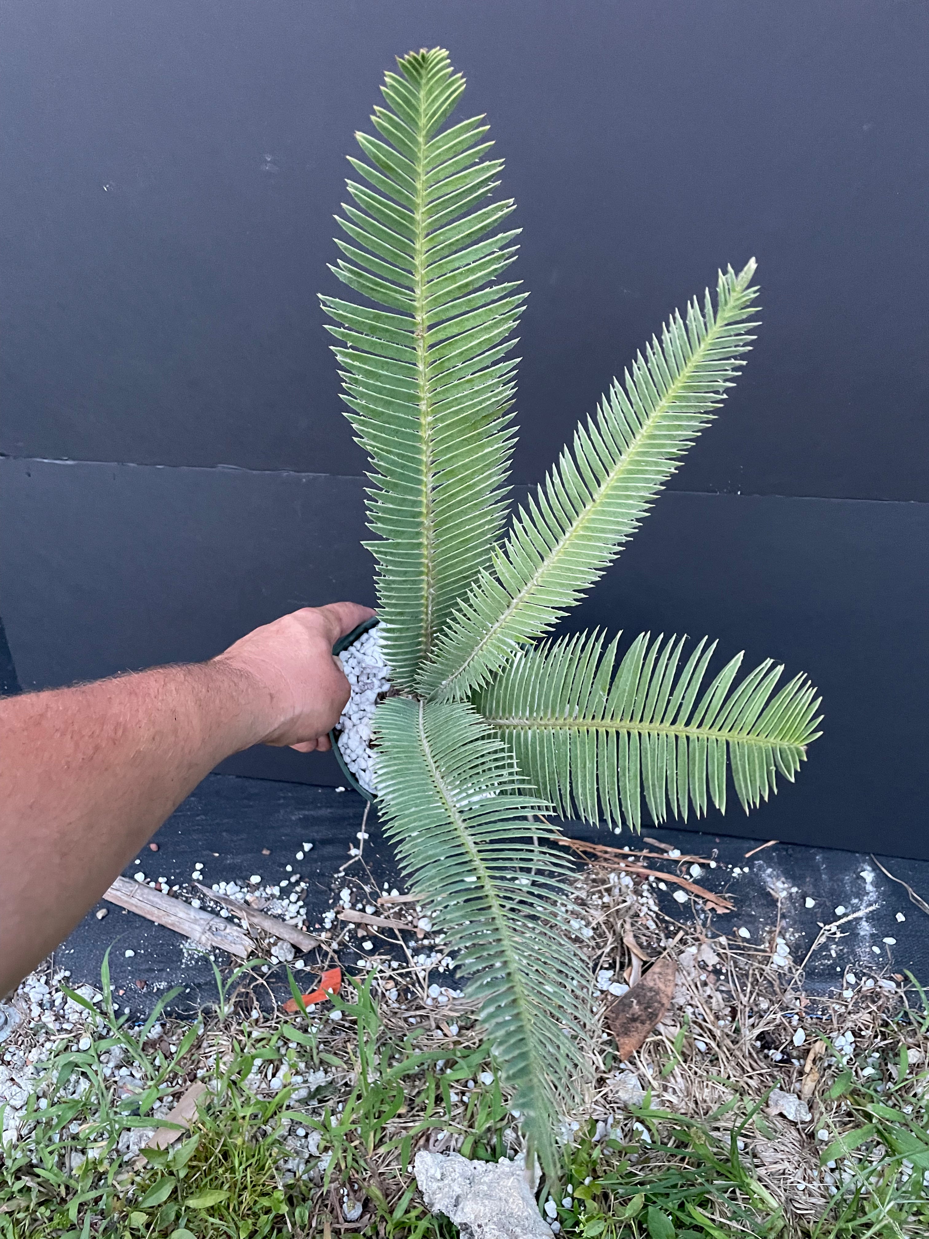 Dioon sp. Santa Ana del Rio