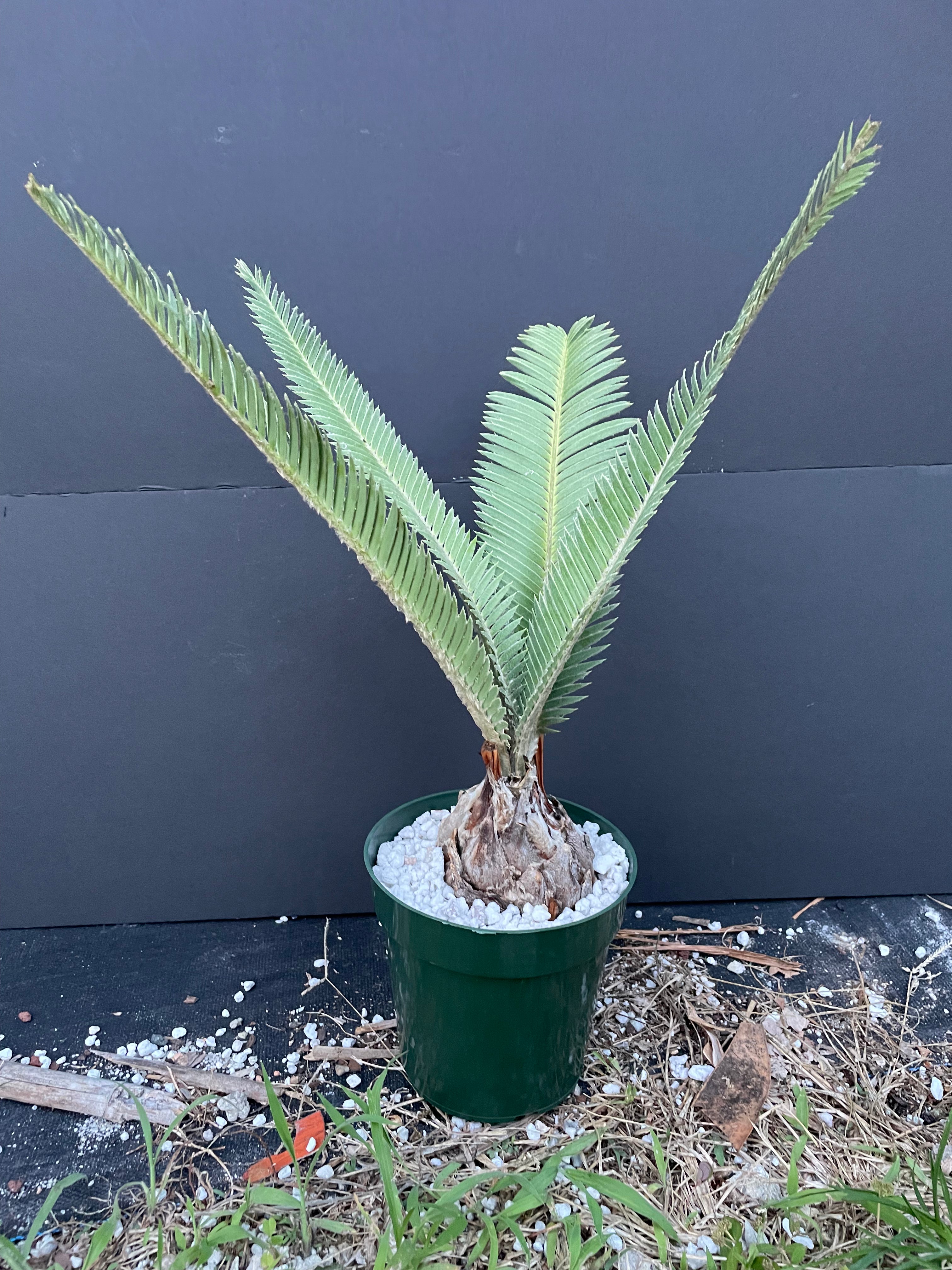 Dioon sp. Santa Ana del Rio