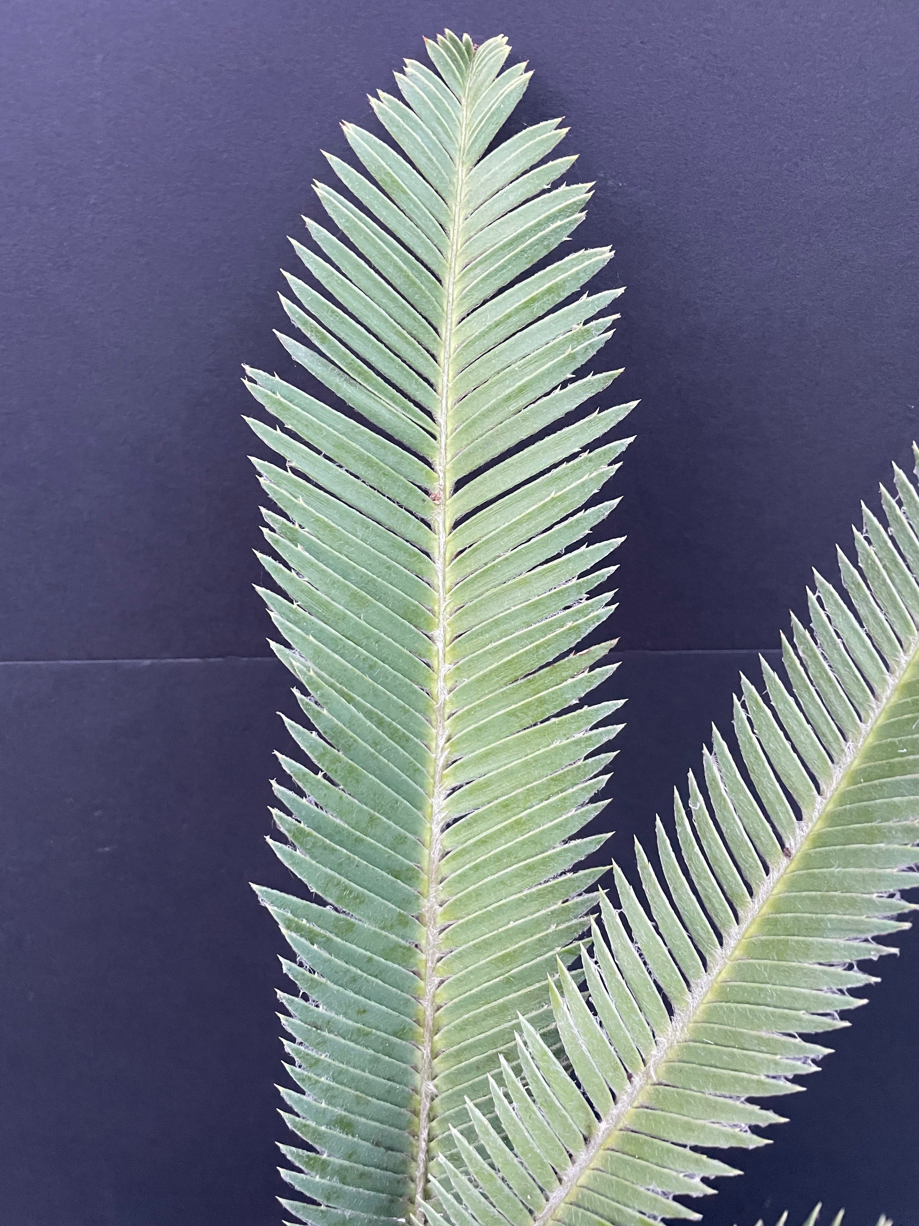 Dioon sp. Santa Ana del Rio