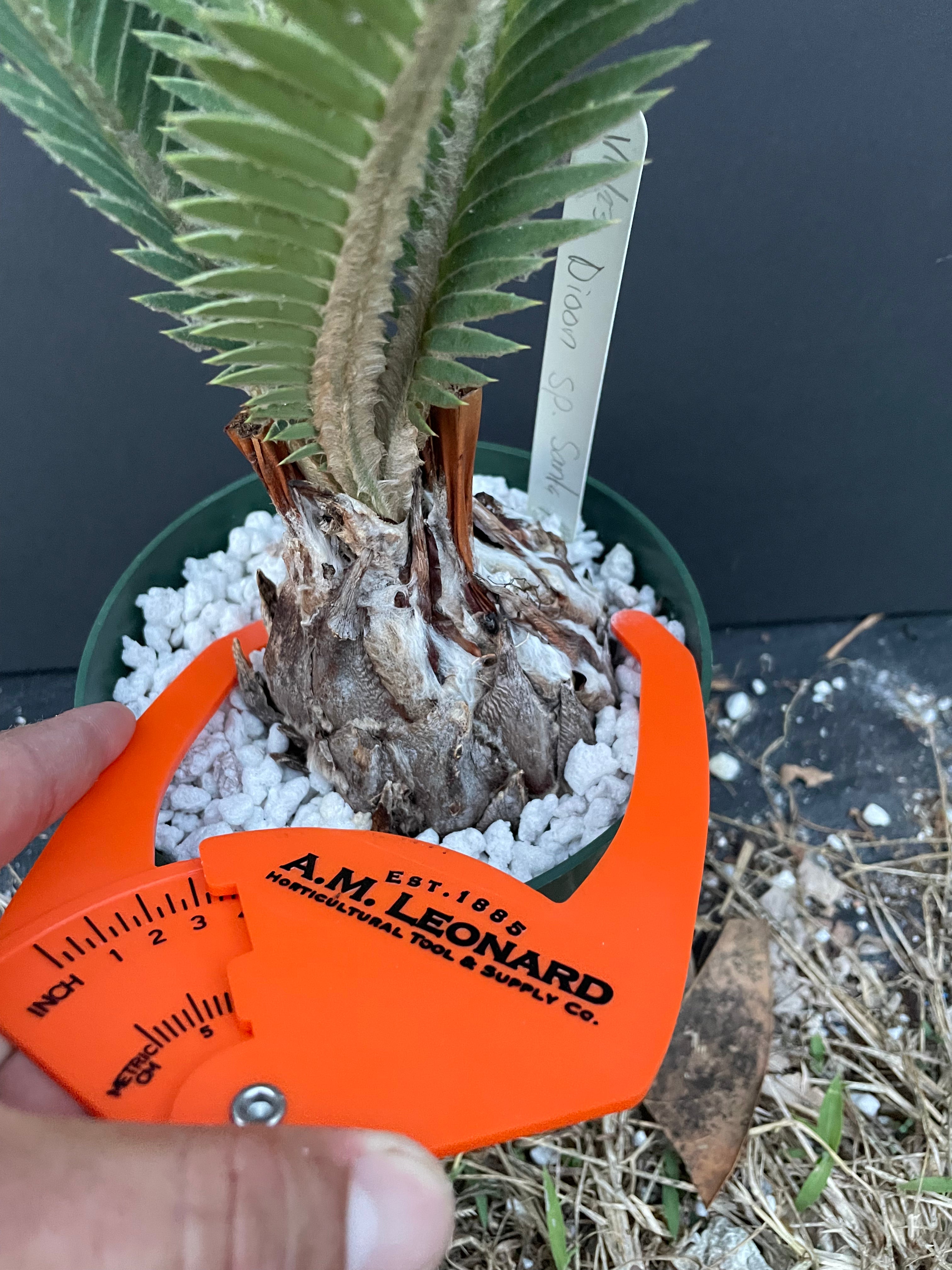 Dioon sp. Santa Ana del Rio