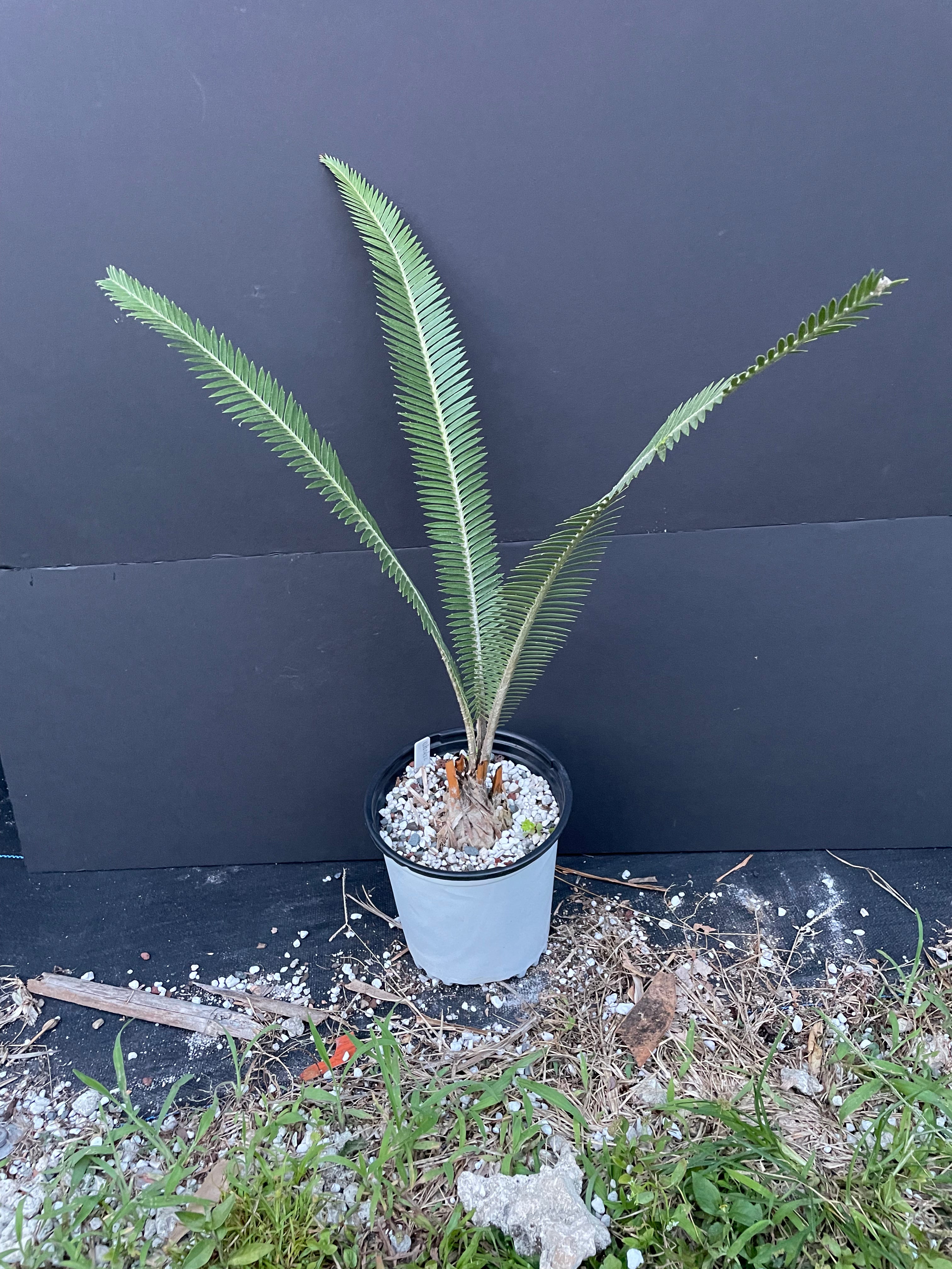 Dioon planifolium
