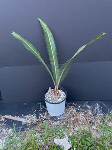Dioon planifolium