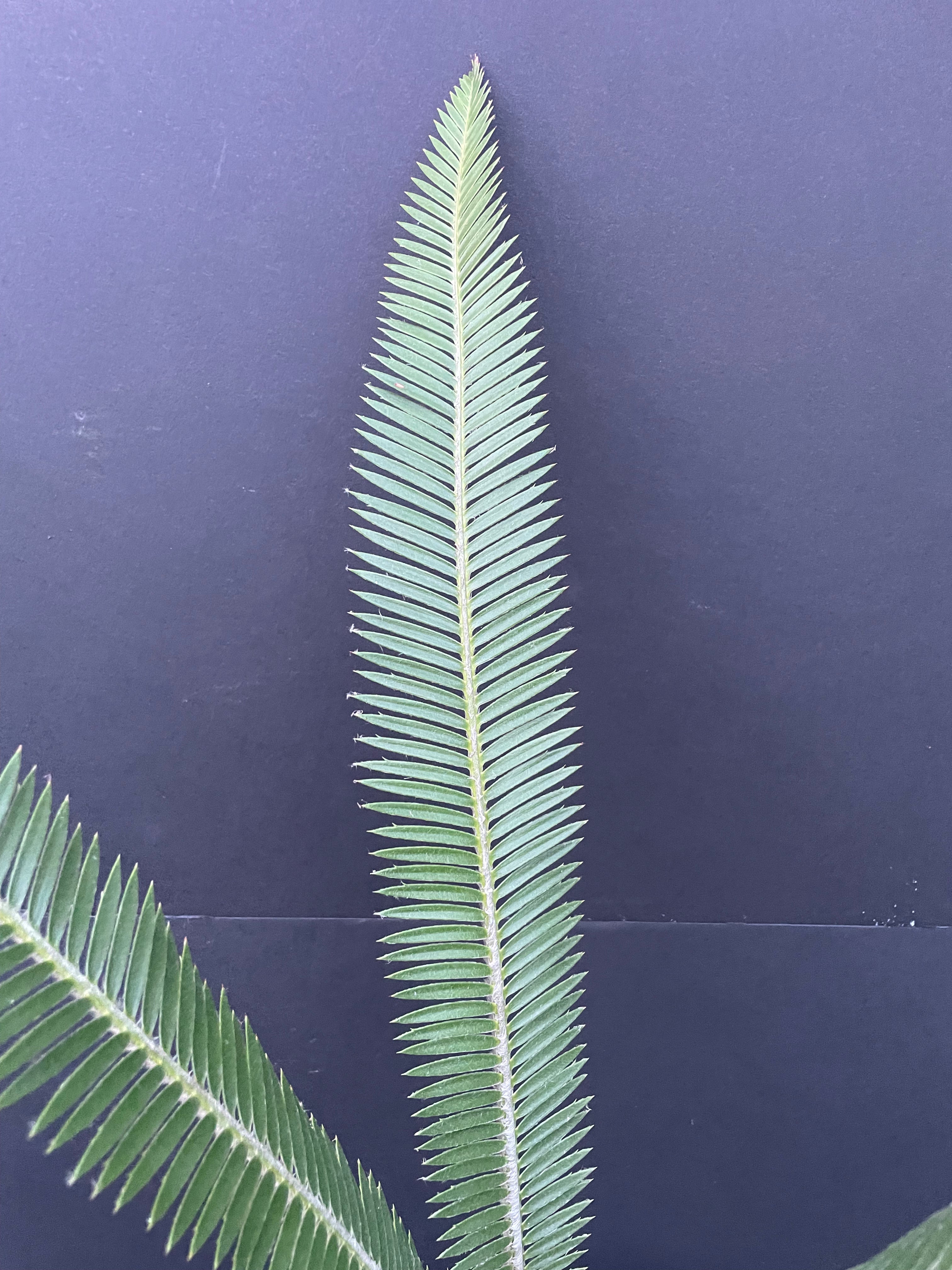 Dioon planifolium